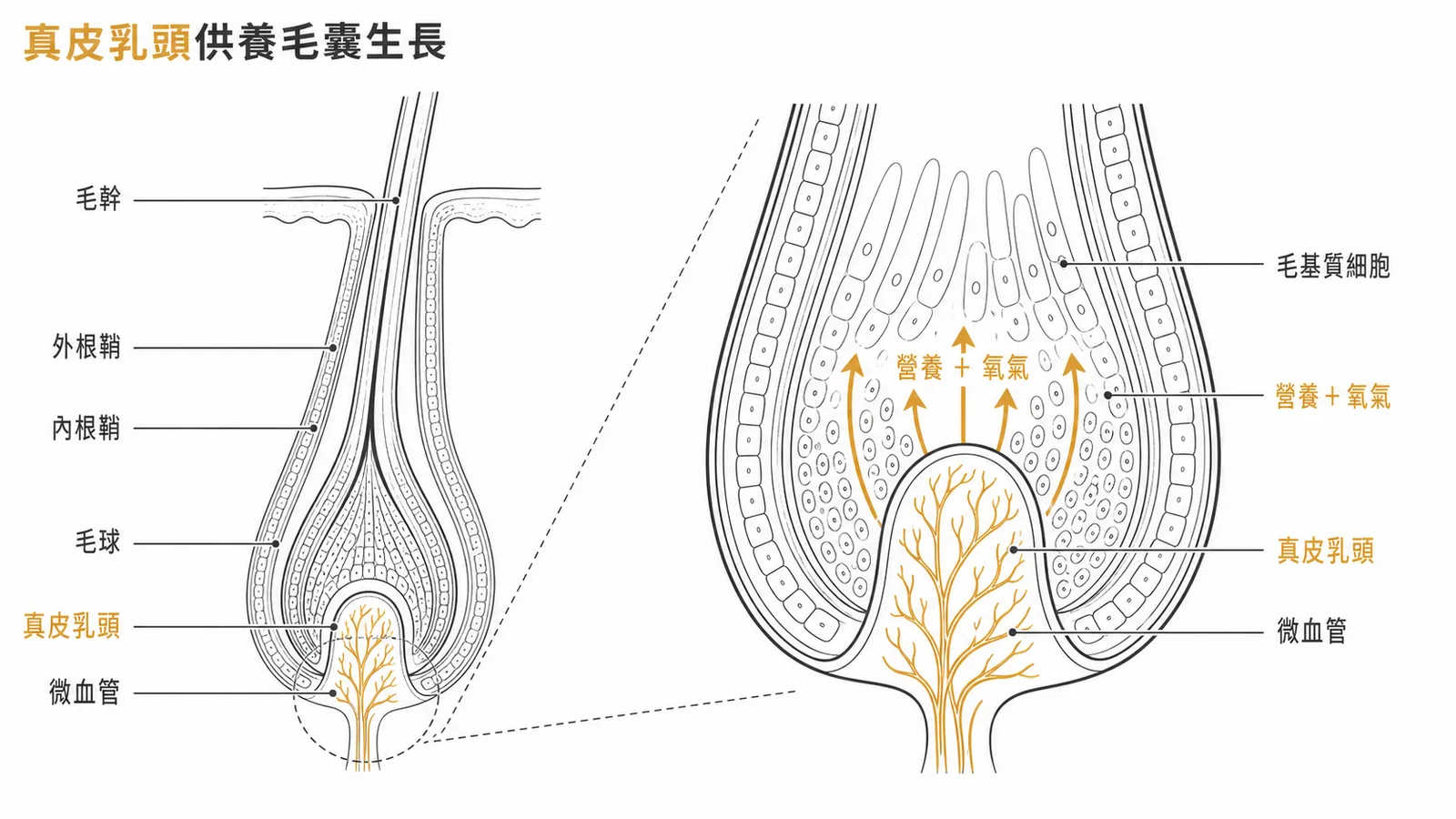 真皮乳頭位於毛球底部，富含微血管供應毛基質細胞營養與氧氣