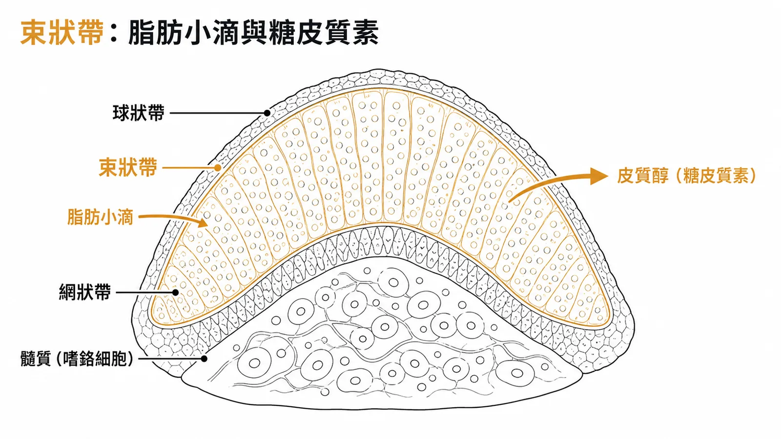 腎上腺皮質束狀帶剖面：三層結構標示脂肪小滴與糖皮質素分泌