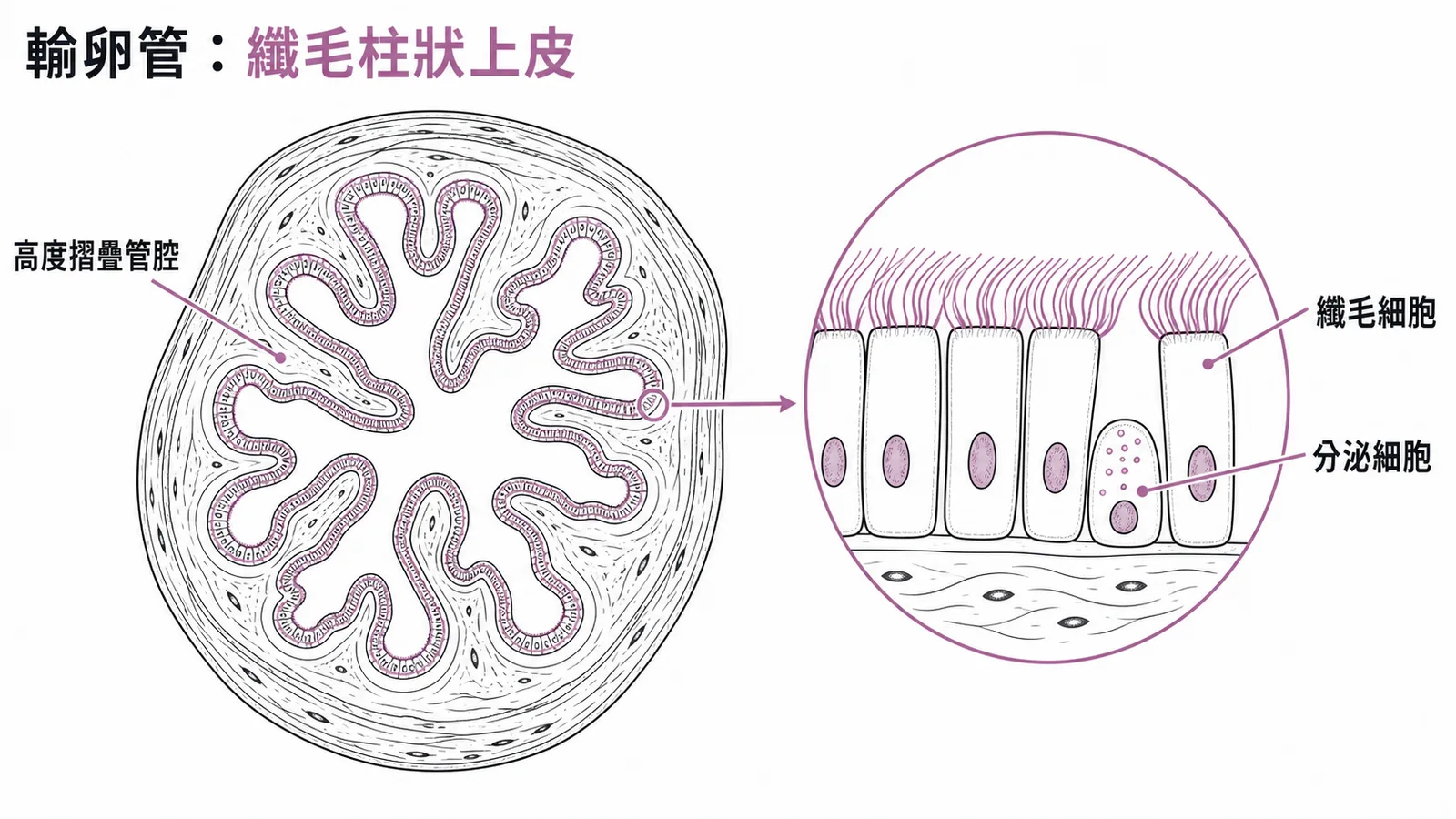 輸卵管橫切面：高度摺疊管腔與纖毛柱狀上皮示意