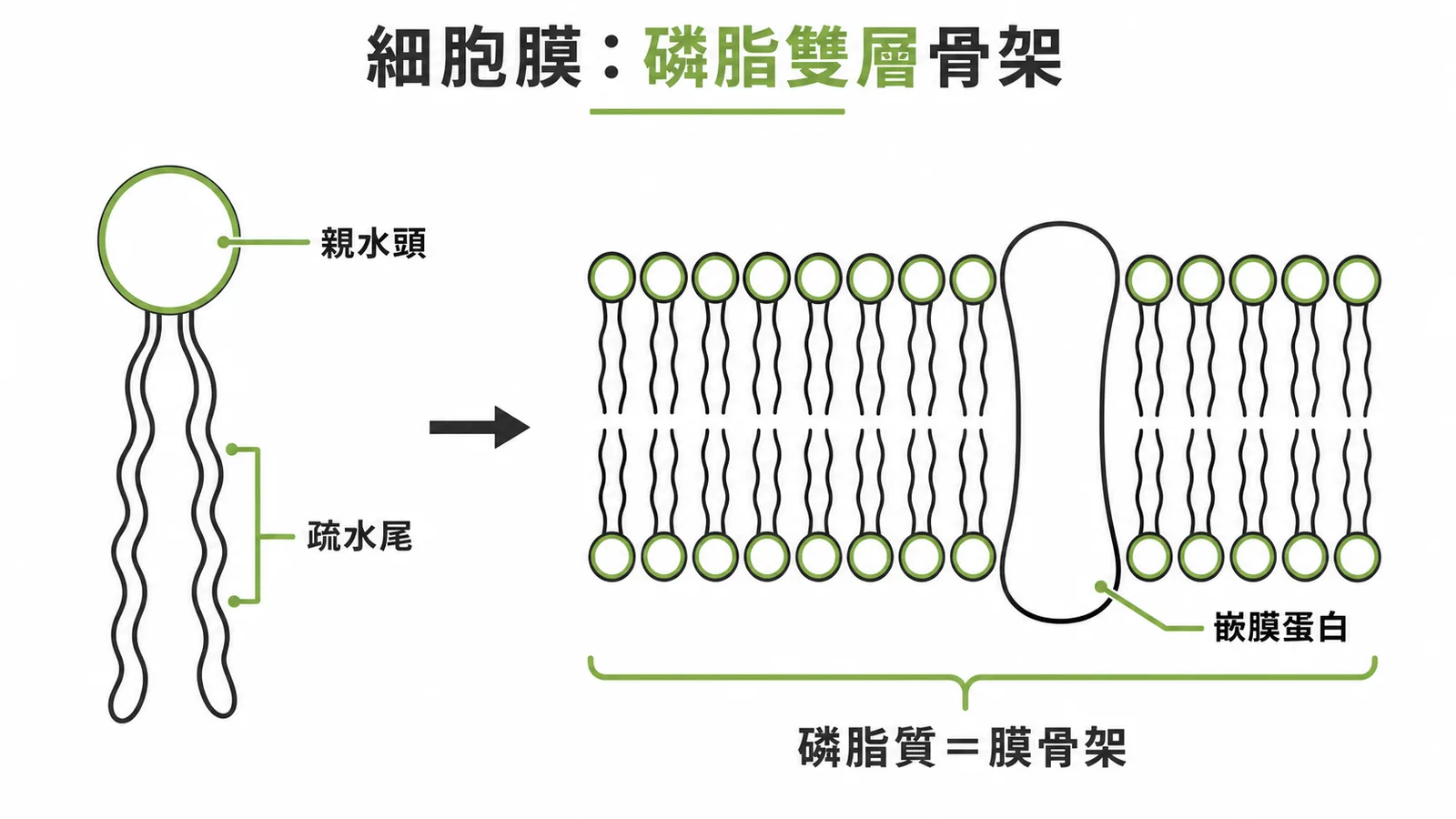 細胞膜磷脂雙層結構：親水頭朝外、疏水尾朝內，蛋白質鑲嵌其中