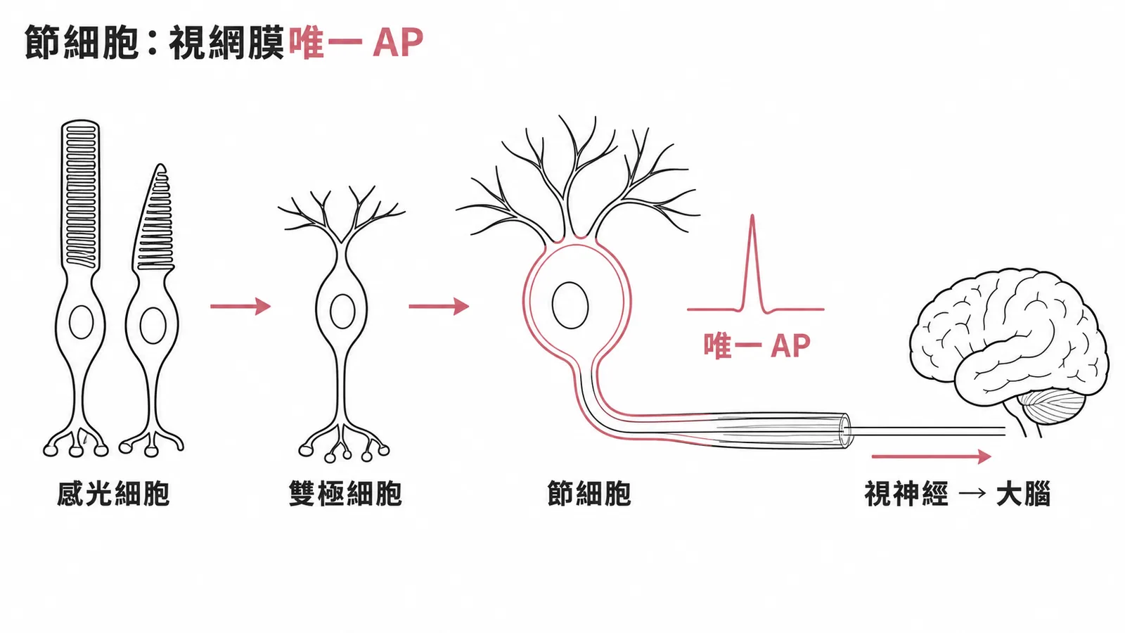 視網膜訊號鏈：節細胞是唯一產生動作電位的細胞