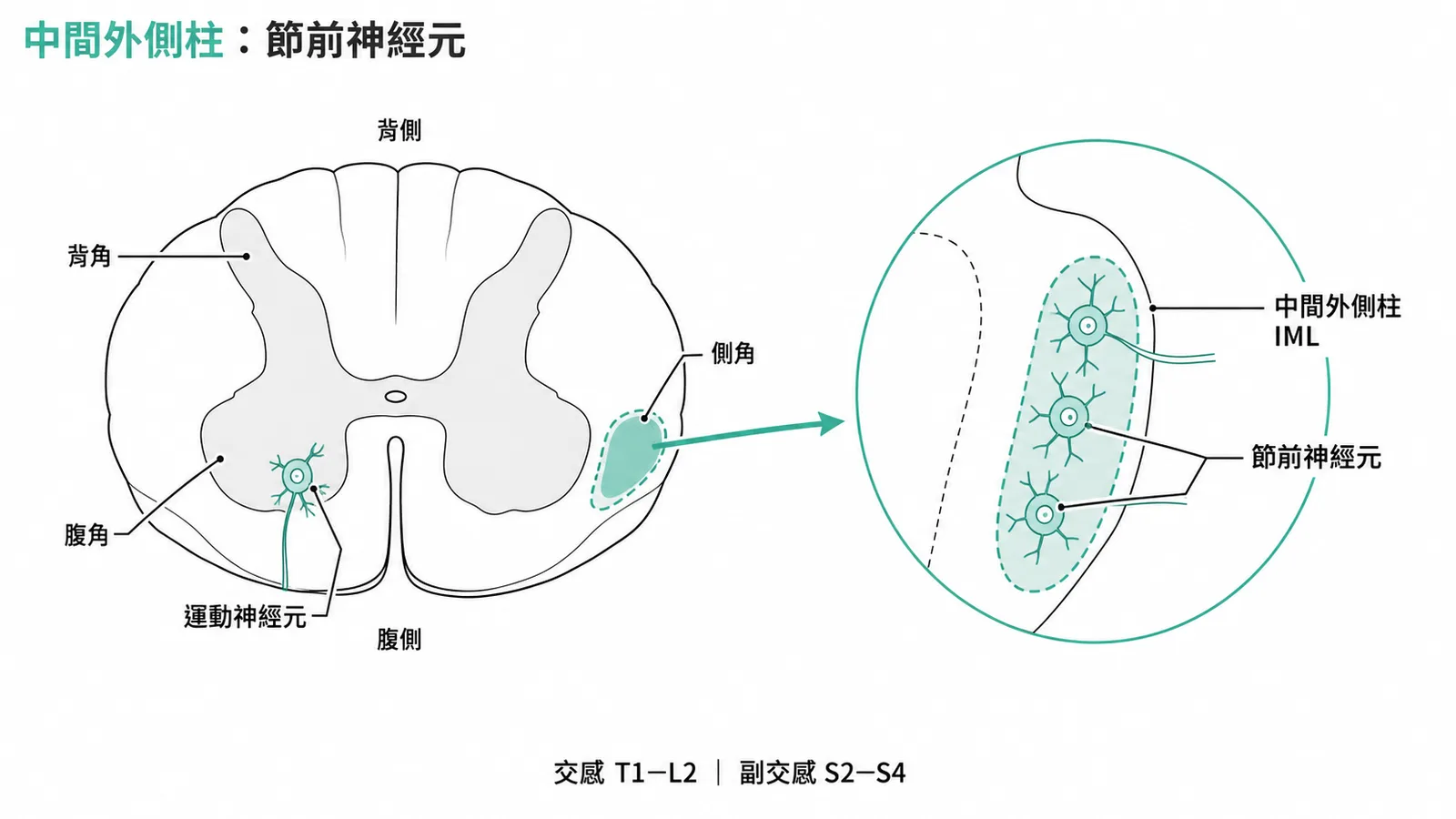 脊髓橫切面:側角中間外側柱為自主神經節前神經元所在