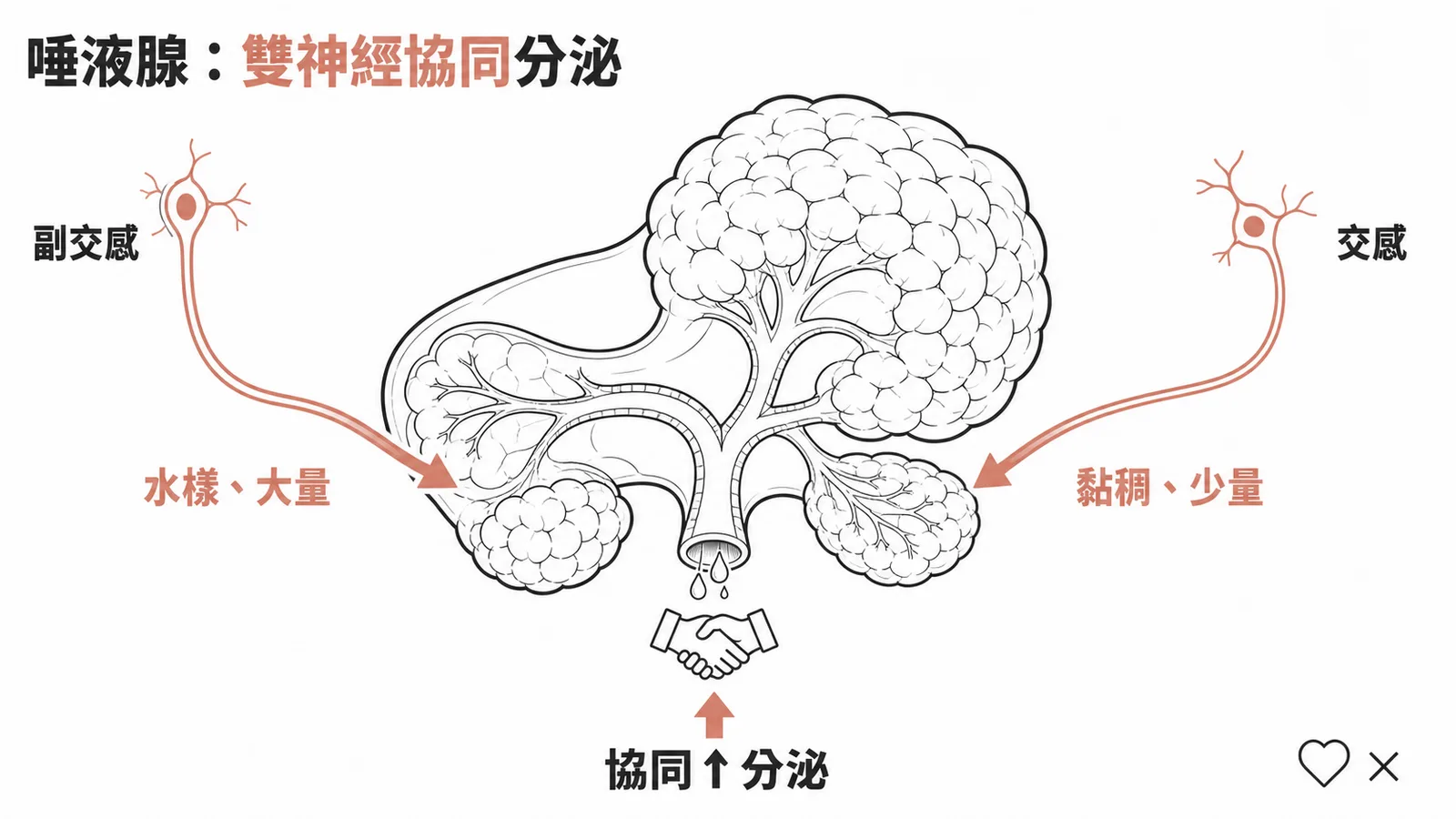 唾液腺:交感與副交感神經協同增加分泌