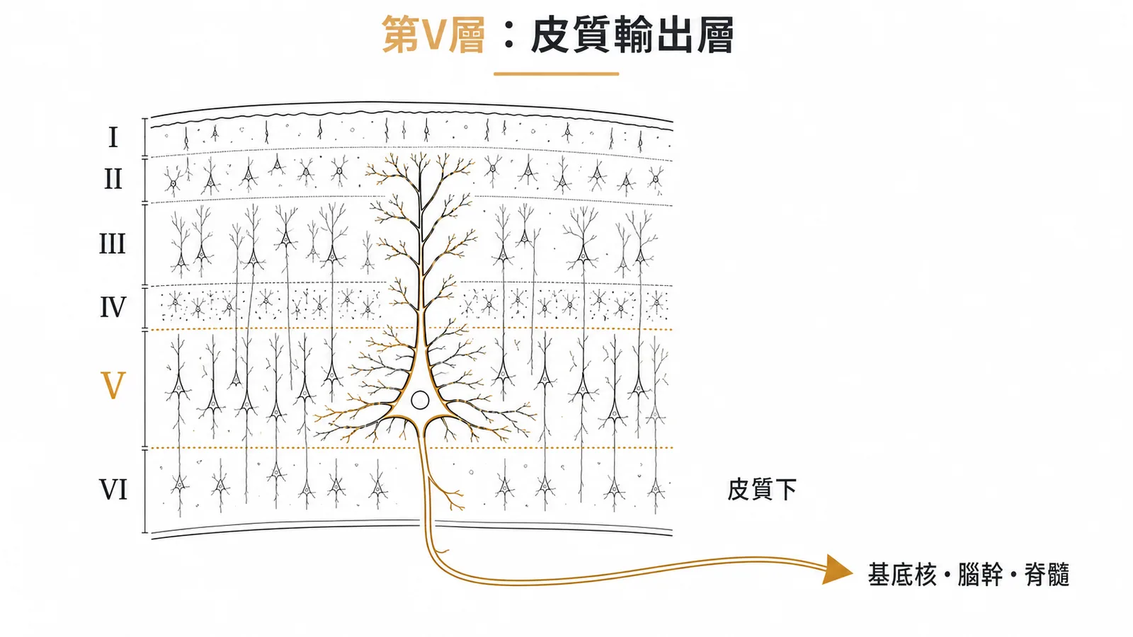 大腦皮質六層結構：第V層為大型錐體神經元的輸出層