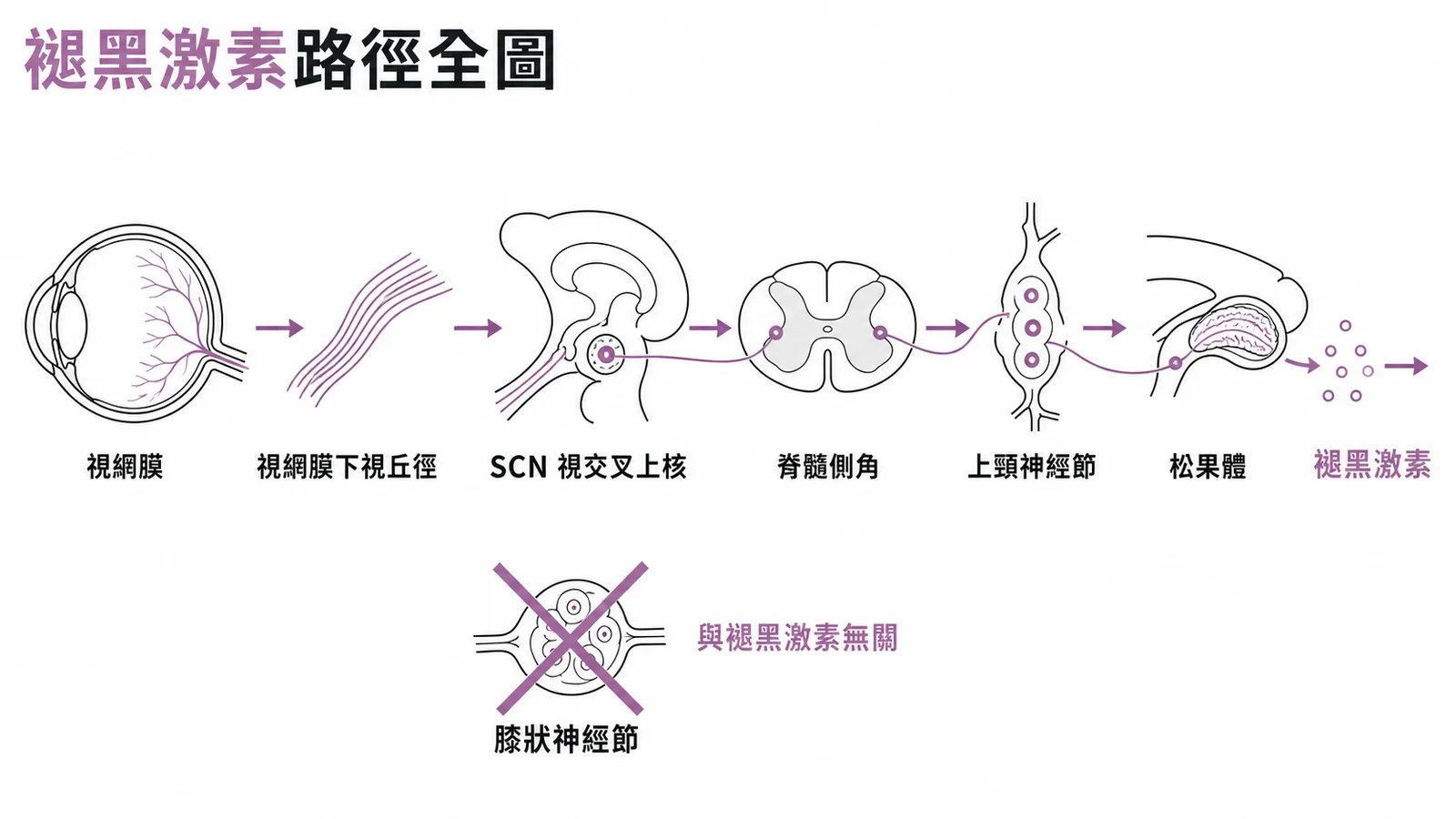 褪黑激素分泌路徑：視網膜經SCN至松果體，膝狀神經節無關