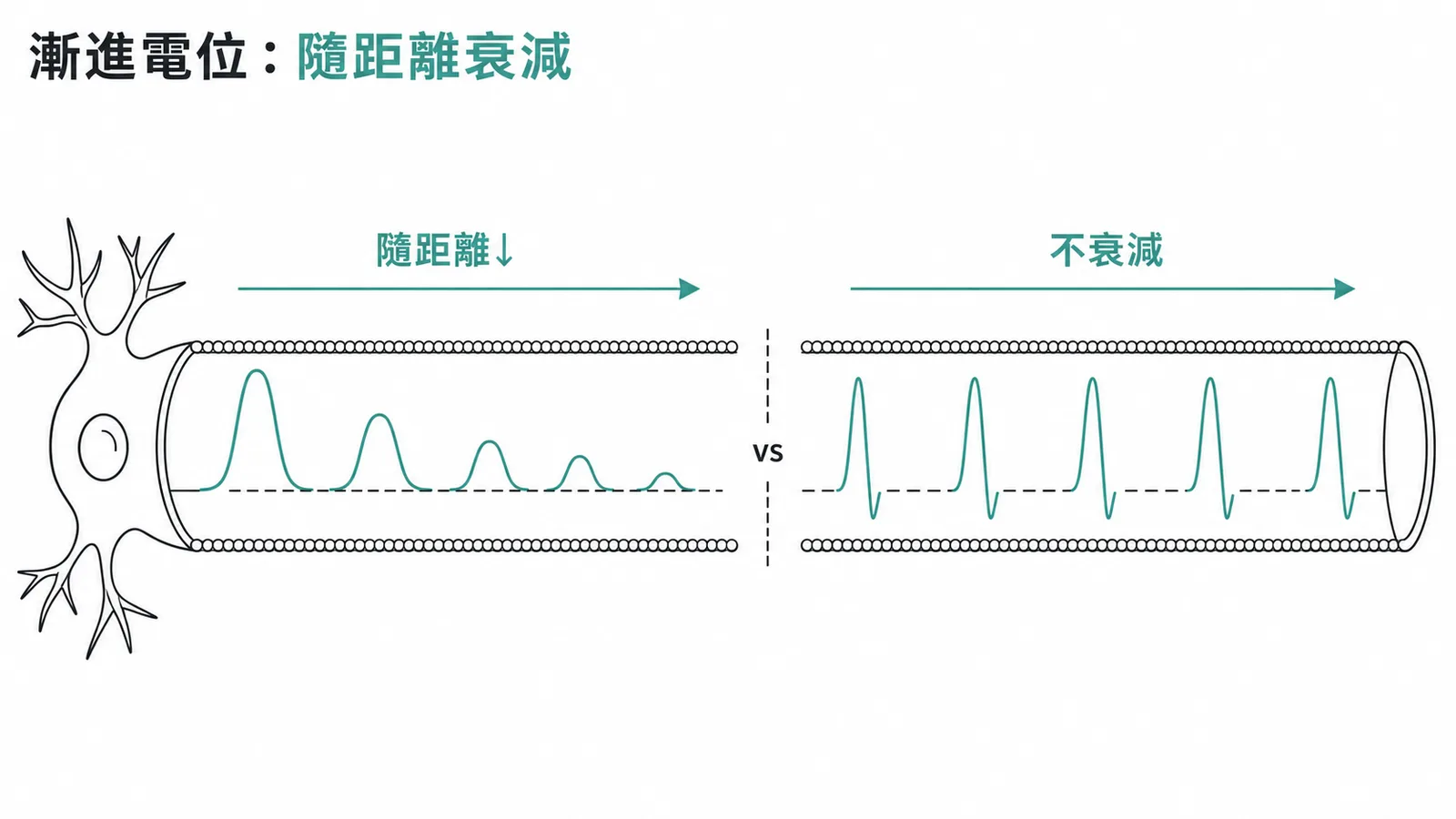 漸進電位 vs 動作電位：漸進電位隨距離衰減，動作電位不衰減