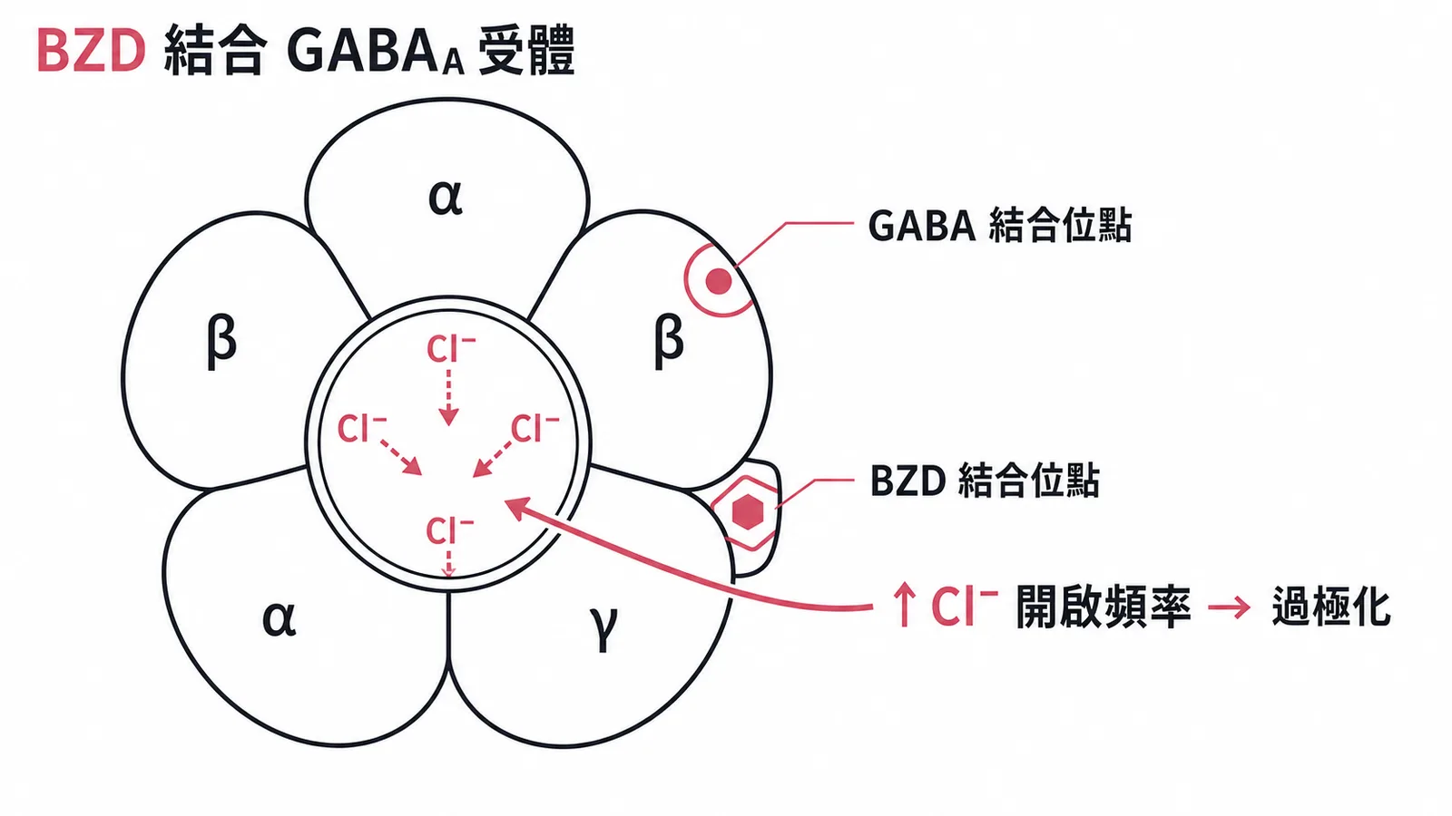 GABA_A受體五聚體：BZD結合位點增加Cl⁻開啟頻率導致過極化