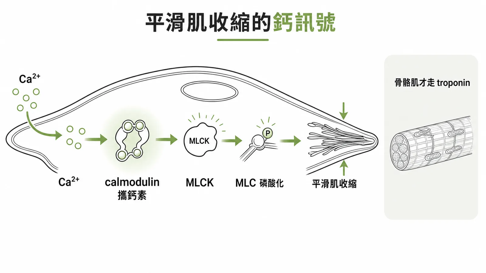 平滑肌收縮鈣訊號流程：Ca²⁺ 結合 calmodulin 活化 MLCK 磷酸化 MLC 啟動收縮
