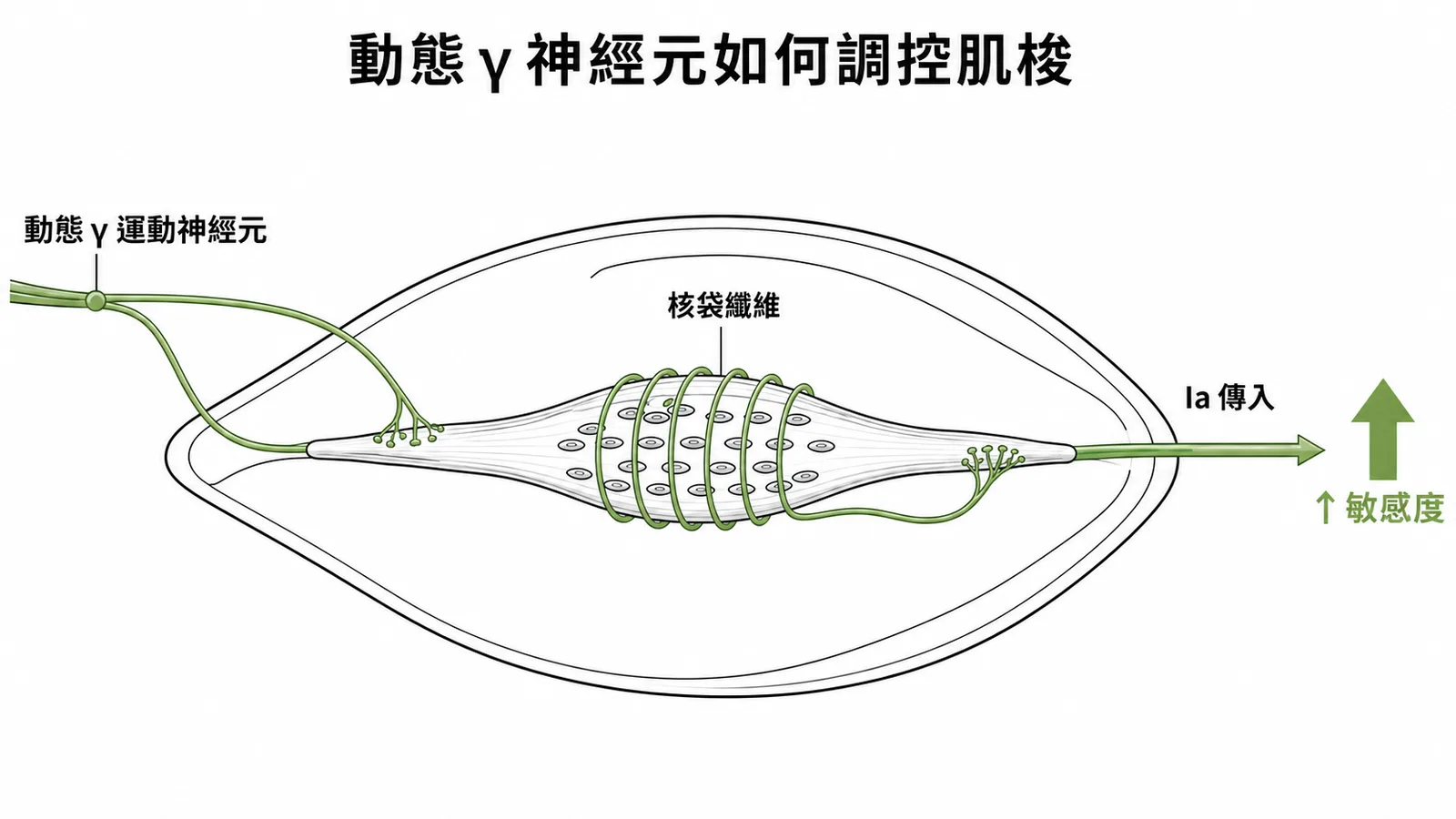動態γ運動神經元活化核袋纖維使肌梭對長度變化敏感度增加