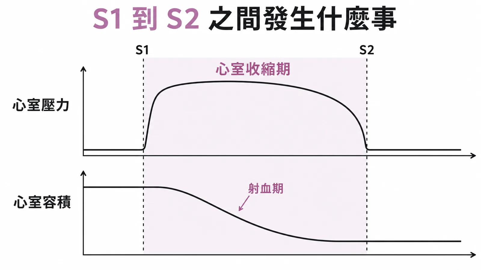 S1至S2之間為心室收縮期：心室壓力上升、射血期心室容積快速下降