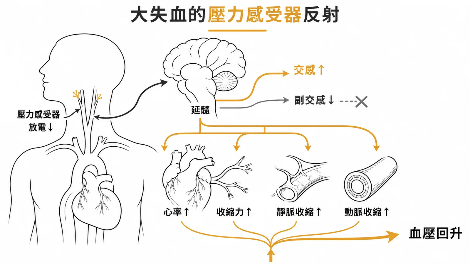 大失血壓力感受器反射：交感活性增加驅動四大代償，副交感被抑制