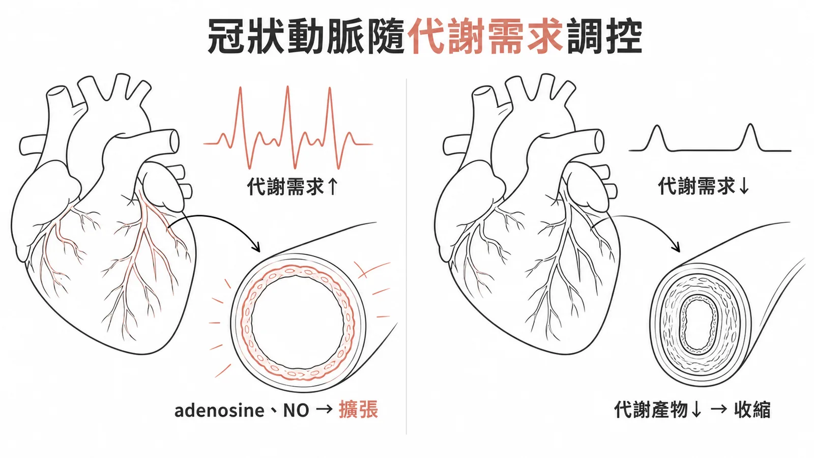 冠狀動脈隨代謝需求調控：需求高時adenosine與NO使之擴張，需求低時收縮