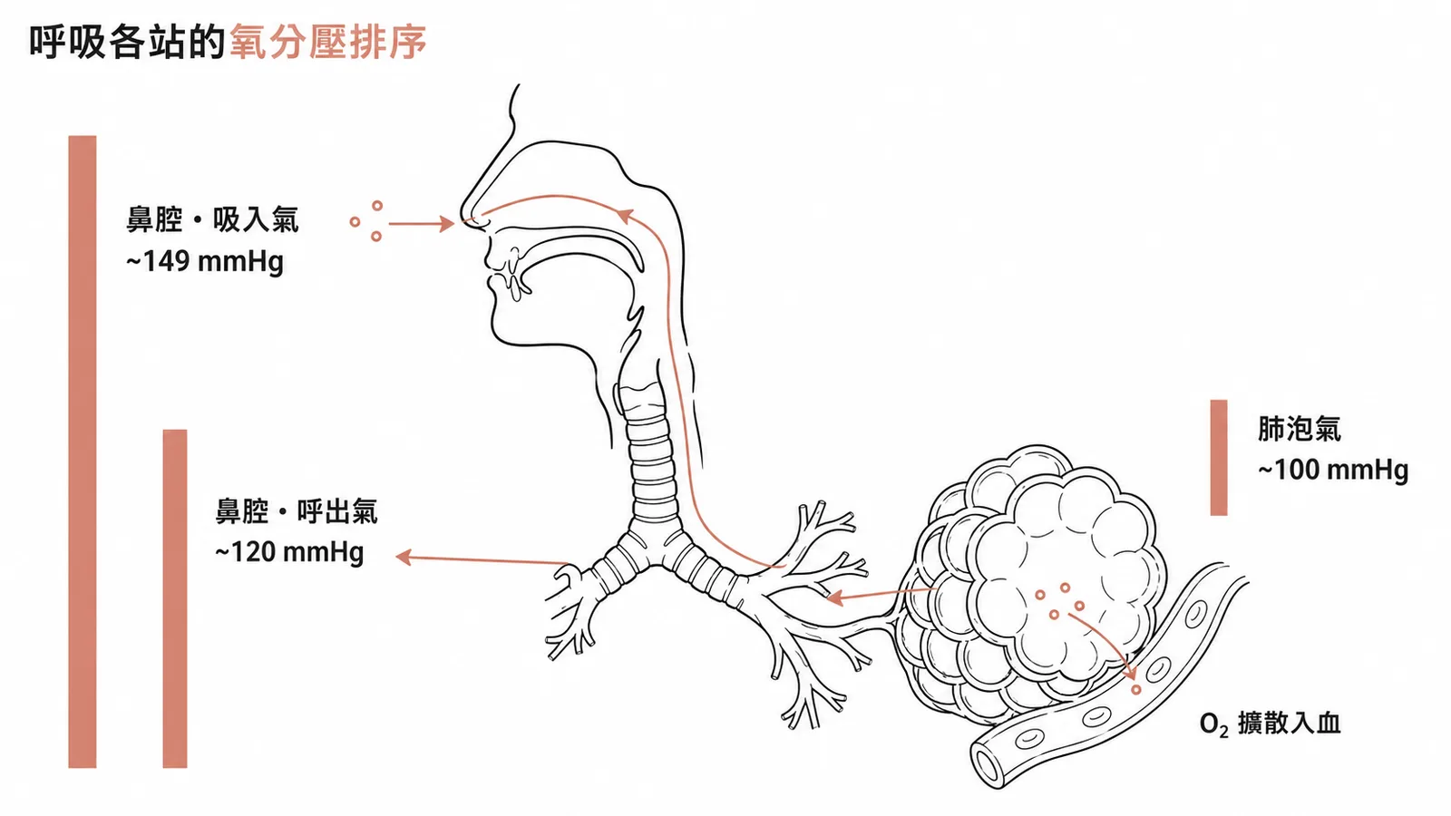 呼吸道各站氧分壓排序：吸入氣149大於呼出氣120大於肺泡氣100 mmHg