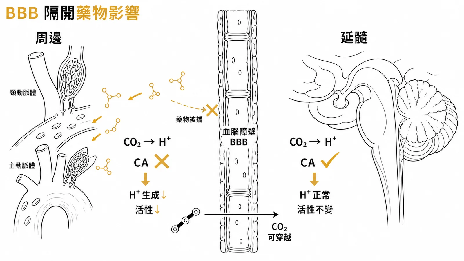 BBB隔開藥物影響：周邊CA被抑制活性降低，中樞CA不受影響活性不變