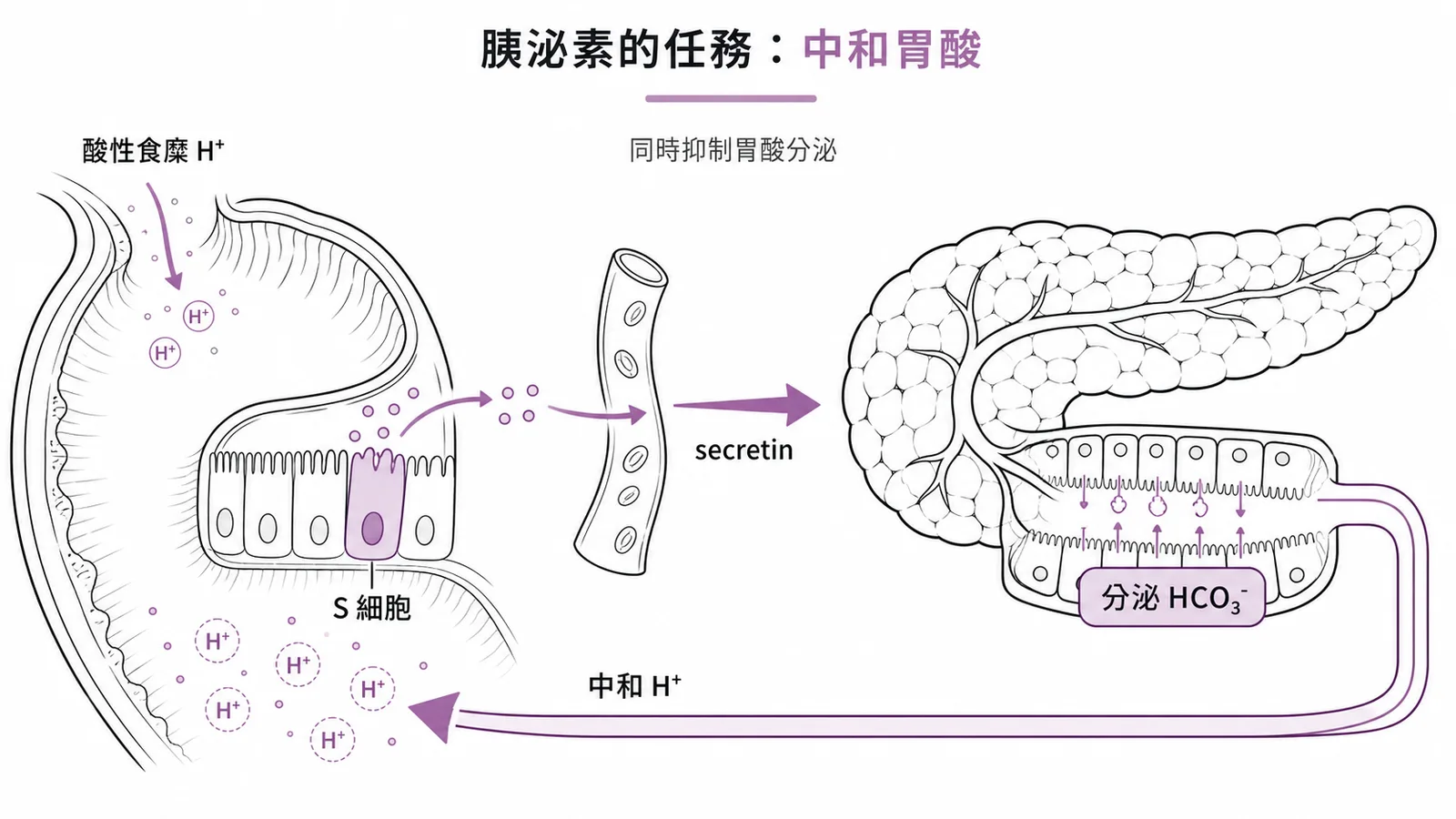 胰泌素作用流程：十二指腸S細胞釋放secretin刺激胰臟管細胞分泌碳酸氫鹽中和胃酸