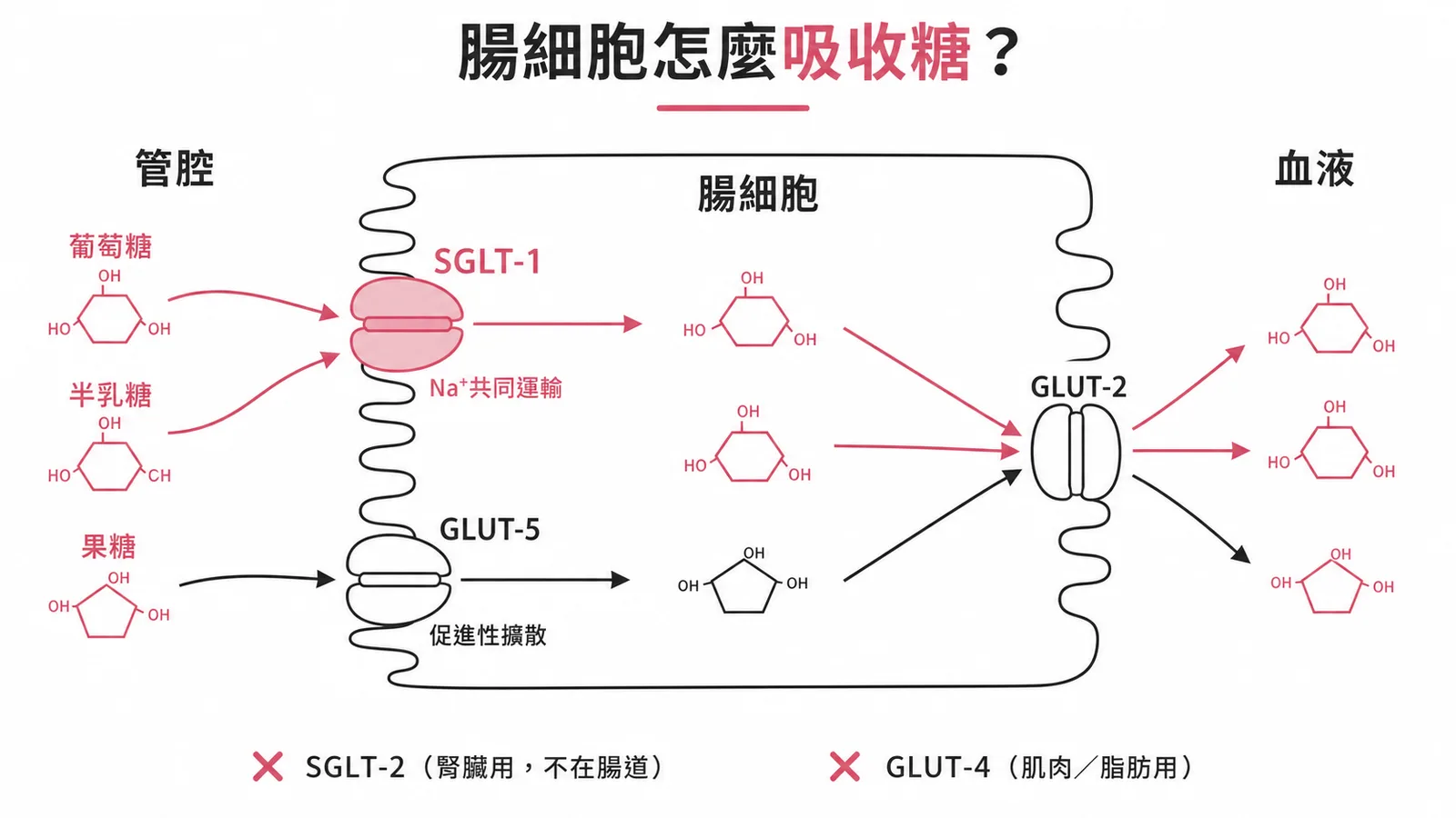 腸細胞吸收三種單醣的運輸蛋白配對示意圖：SGLT-1運送葡萄糖與半乳糖，GLUT-5運送果糖，GLUT-2負責基底側輸出