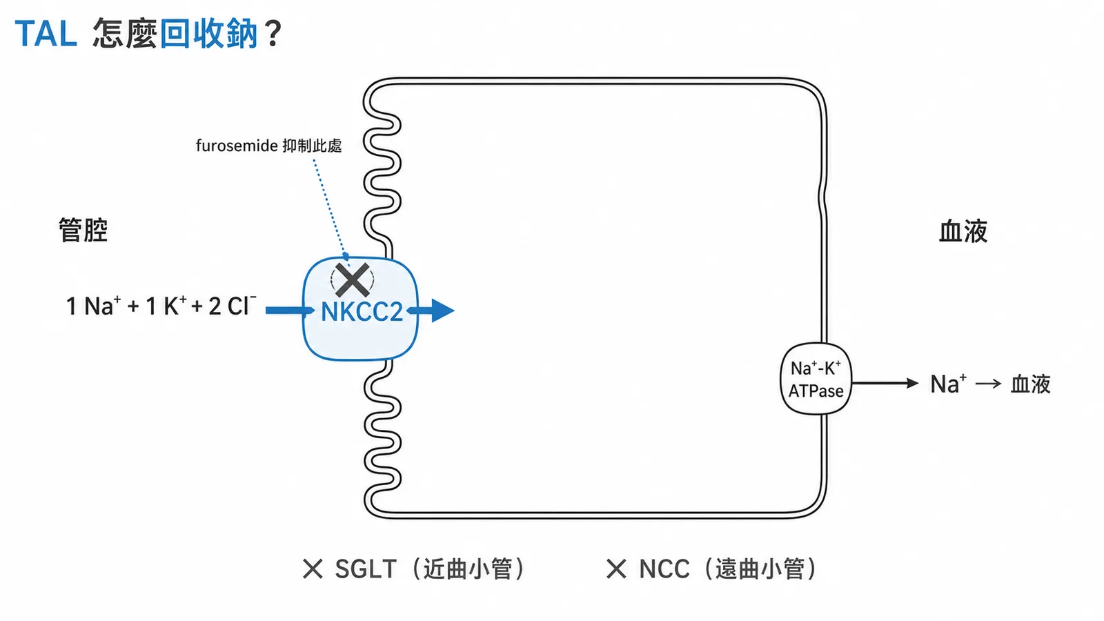 亨利氏彎管上行枝粗管（TAL）細胞示意圖：NKCC2在管腔側運送Na⁺、K⁺、2Cl⁻進入細胞