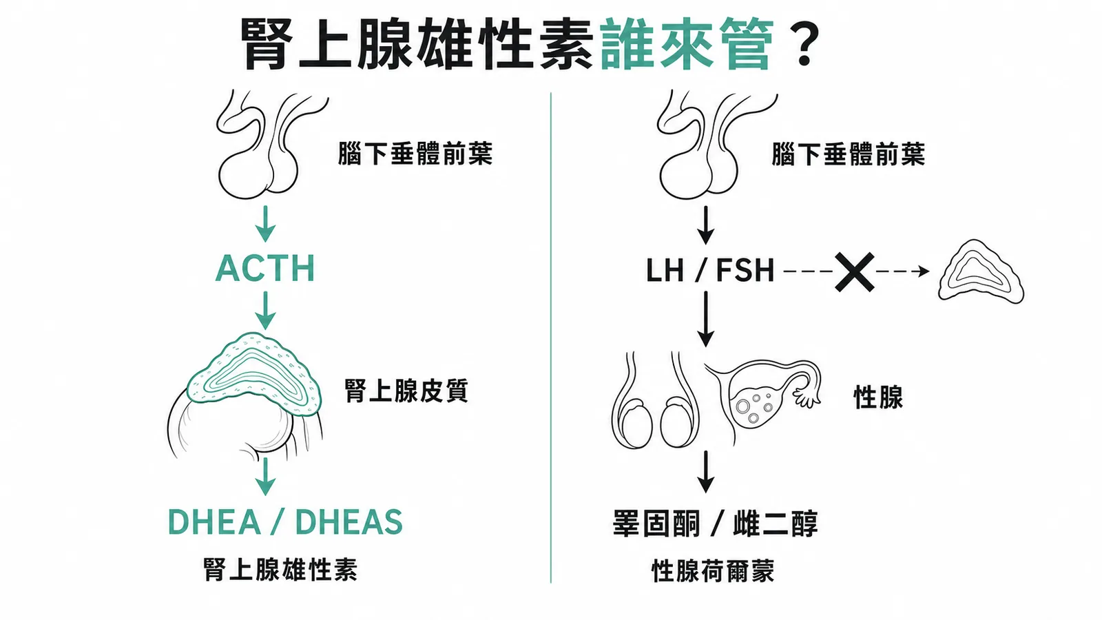 腎上腺雄性素調控示意圖：ACTH調控腎上腺皮質分泌DHEA/DHEAS，LH/FSH則調控性腺