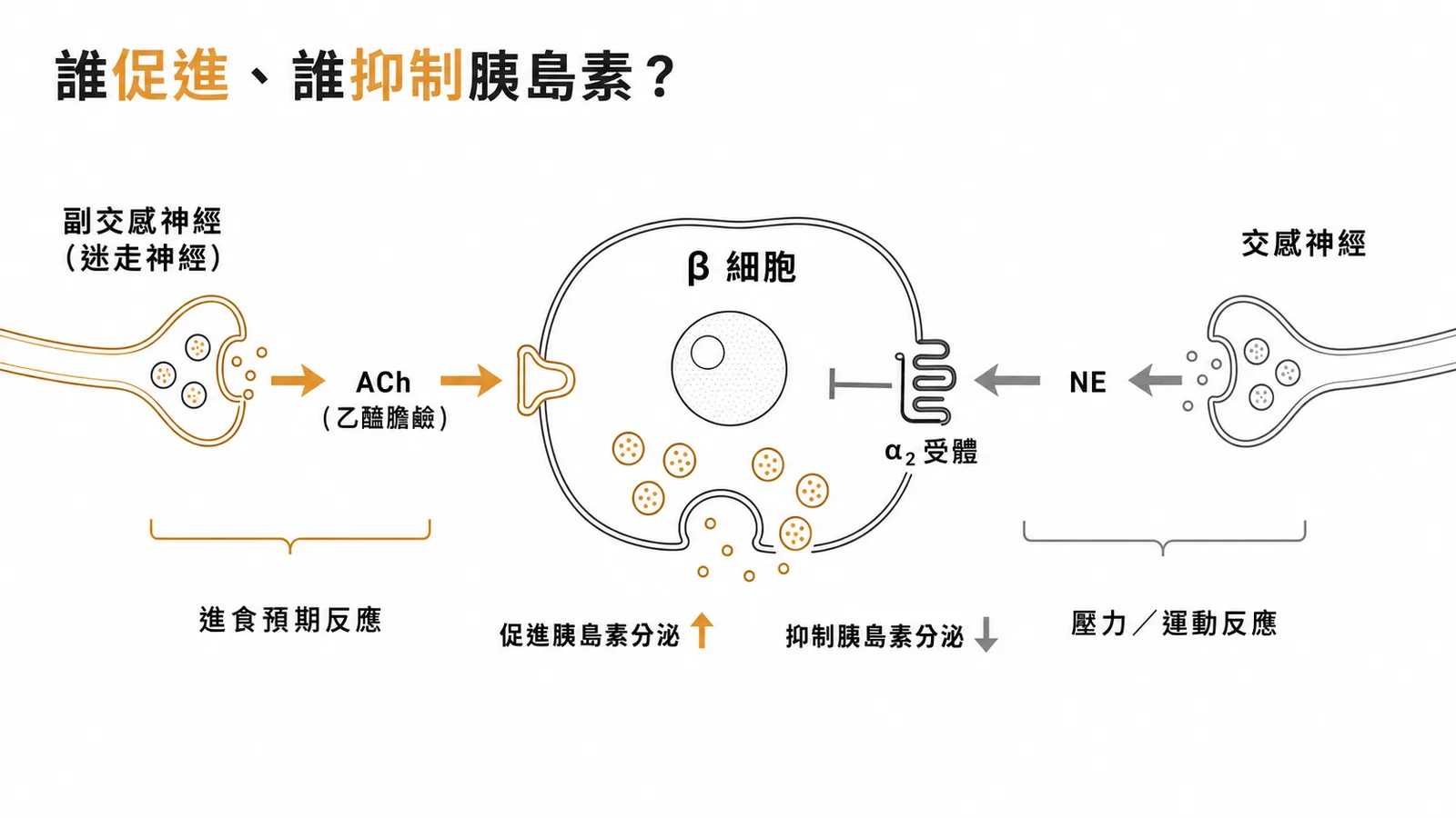 自律神經對胰島素分泌的調控：副交感神經（ACh）促進分泌，交感神經（NE/α₂受體）抑制分泌