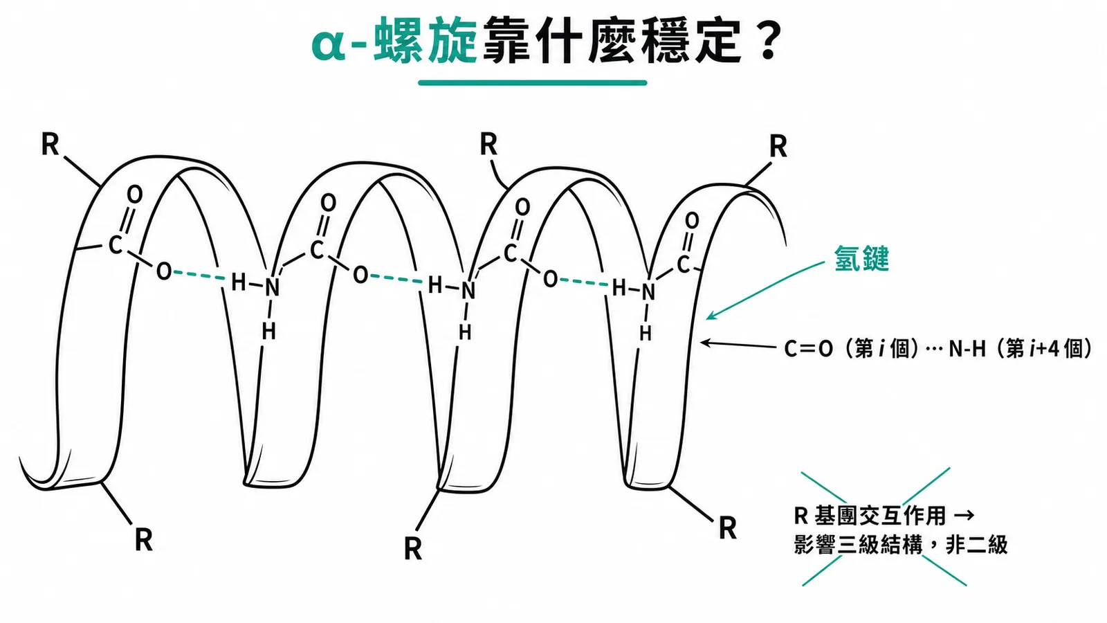 α-螺旋結構中主鏈氫鍵示意圖:第i個C=O與第i+4個N-H間的規則性氫鍵穩定螺旋結構
