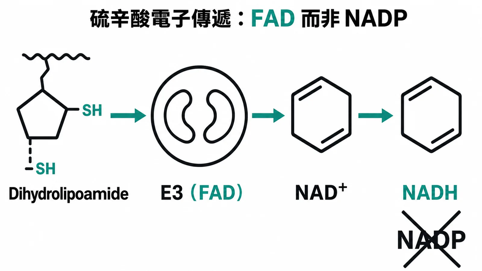 硫辛酸電子傳遞路徑:由FAD介導而非NADP