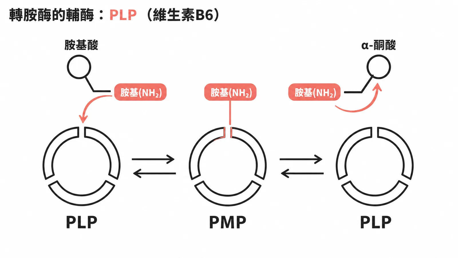 PLP與PMP乒乓機轉:轉胺酶如何透過維生素B6衍生物轉移胺基