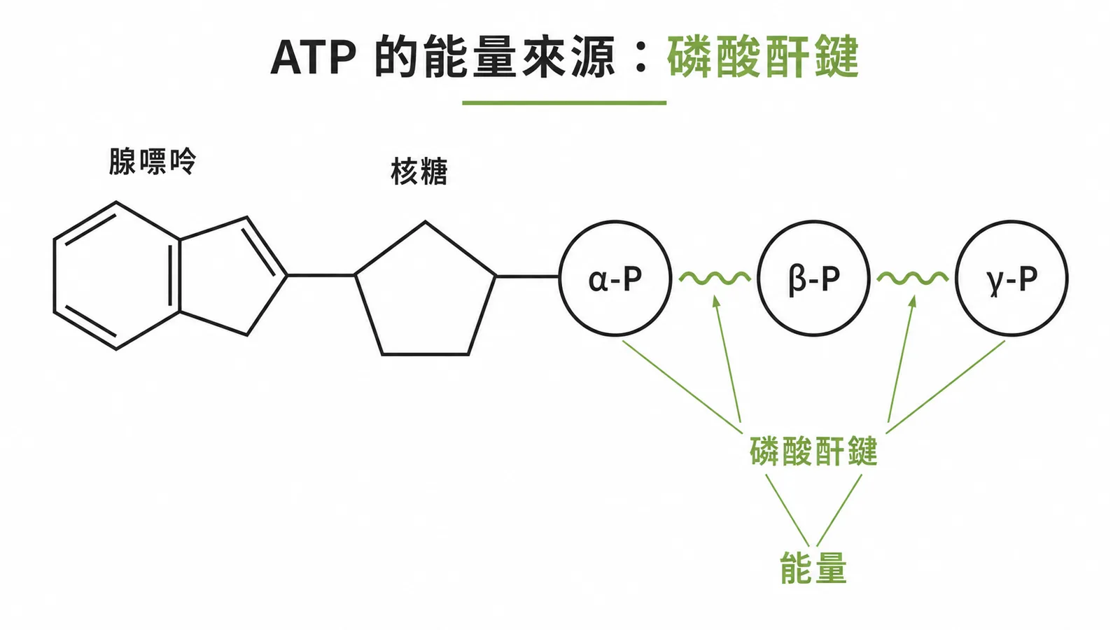 ATP分子中兩個磷酸酐鍵的位置示意圖