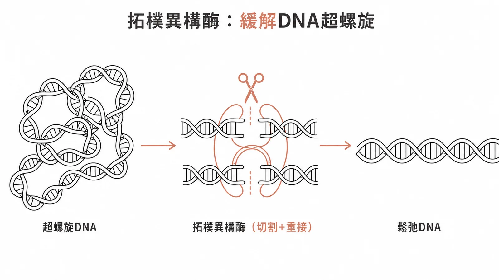 拓樸異構酶緩解DNA超螺旋張力的切割重接機轉