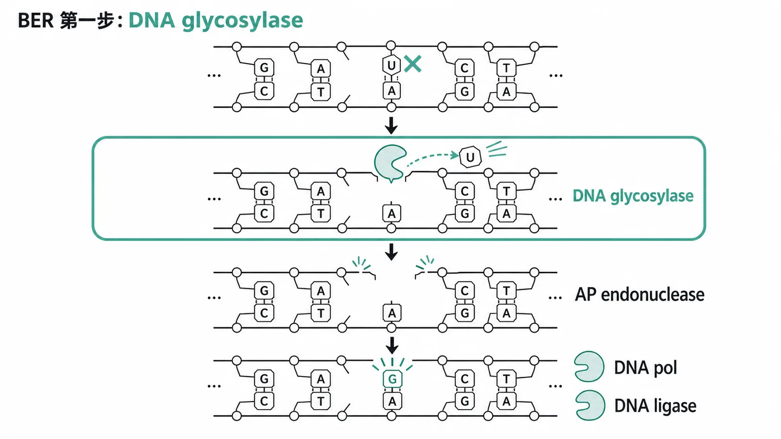 鹼基切除修復流程:DNA glycosylase為第一步移除受損鹼基