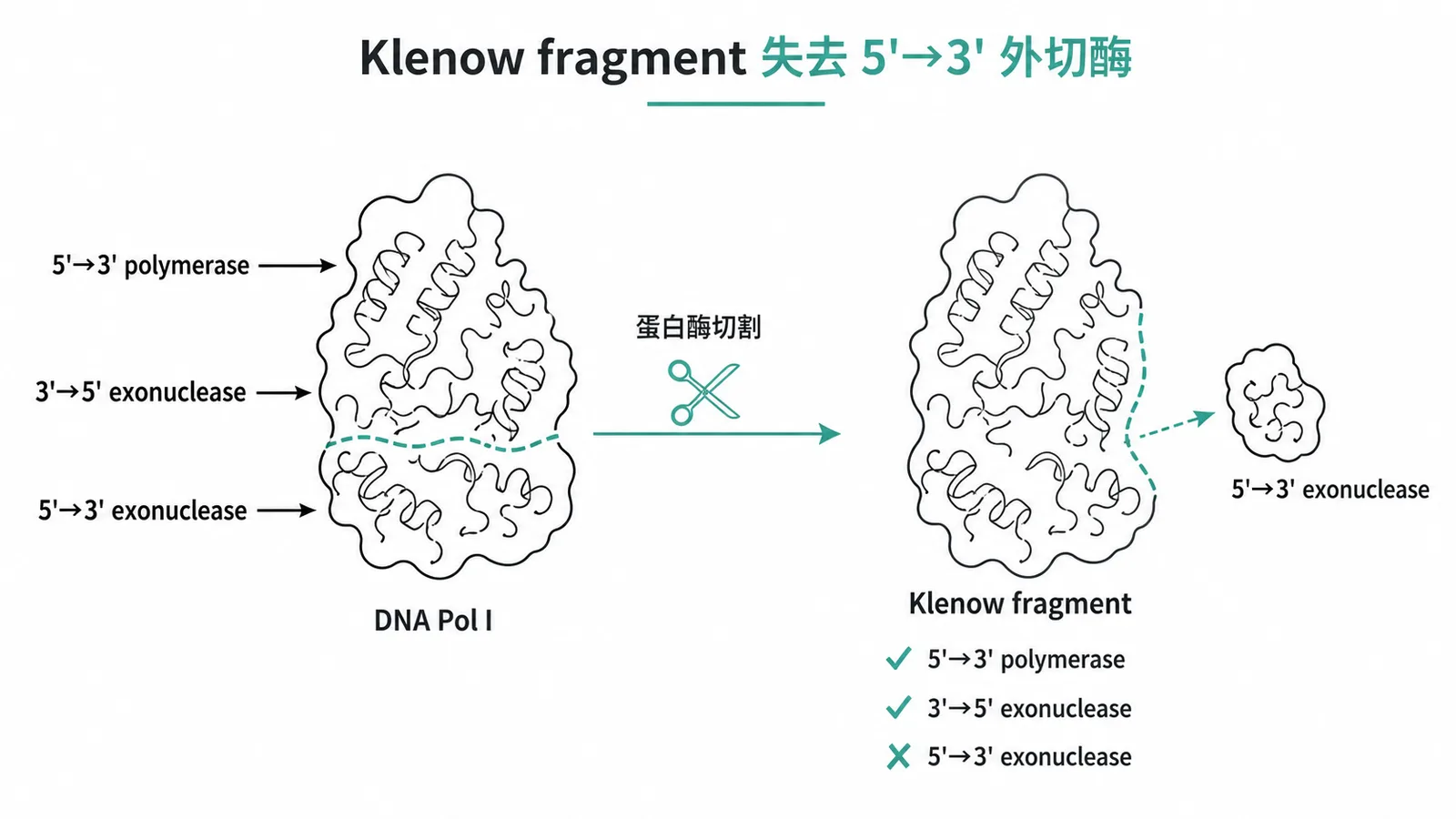 Klenow fragment保留聚合酶與校對活性但失去5→3外切酶