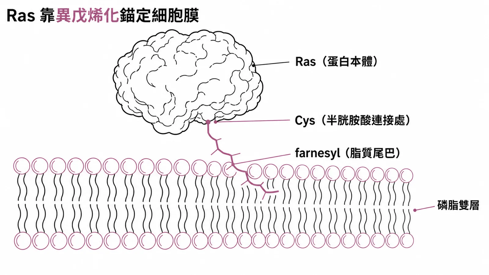 Ras蛋白透過farnesyl脂質尾巴經異戊烯化錨定於細胞膜