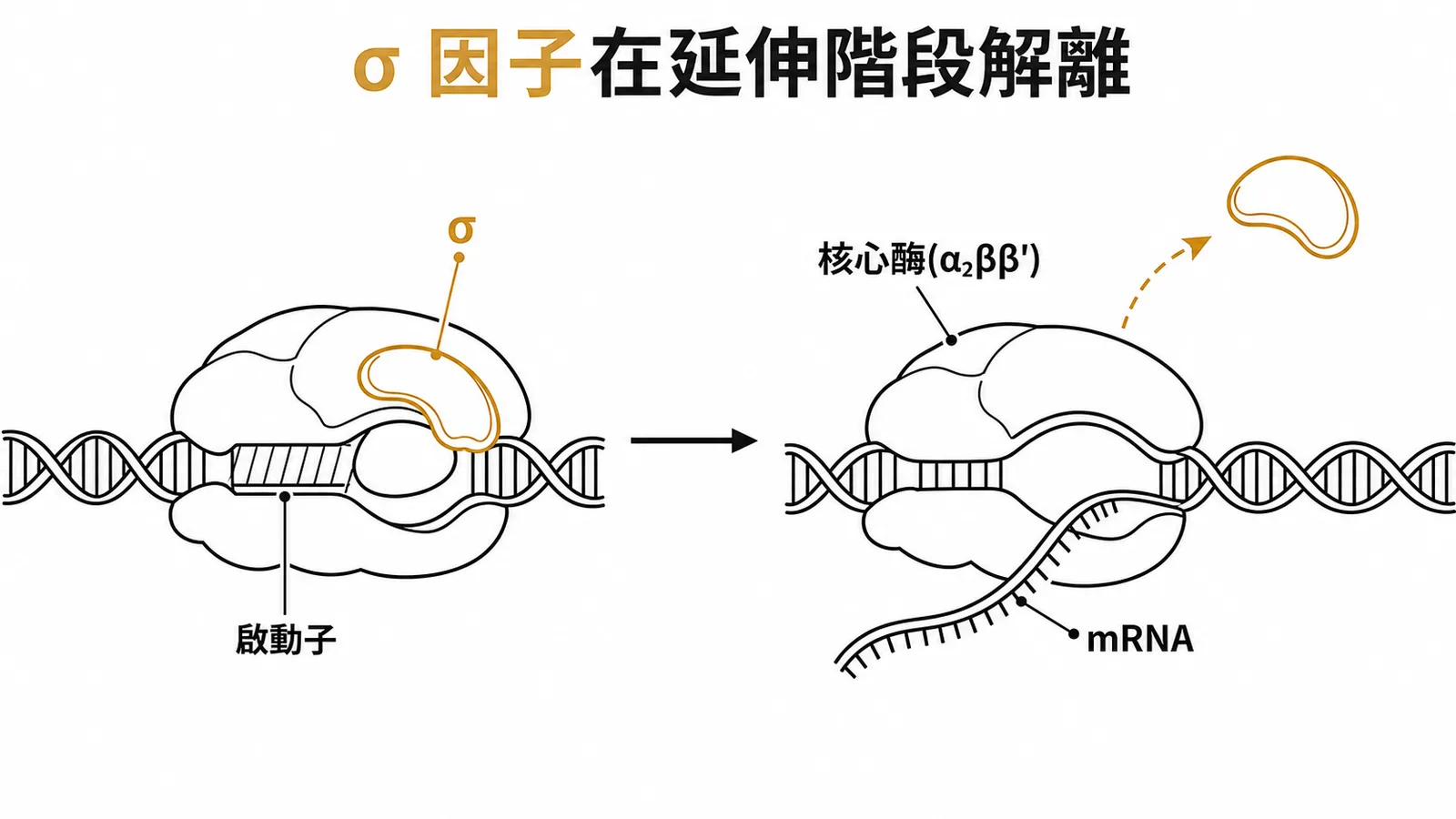 σ因子在轉錄起始後解離,核心酶繼續延伸合成mRNA