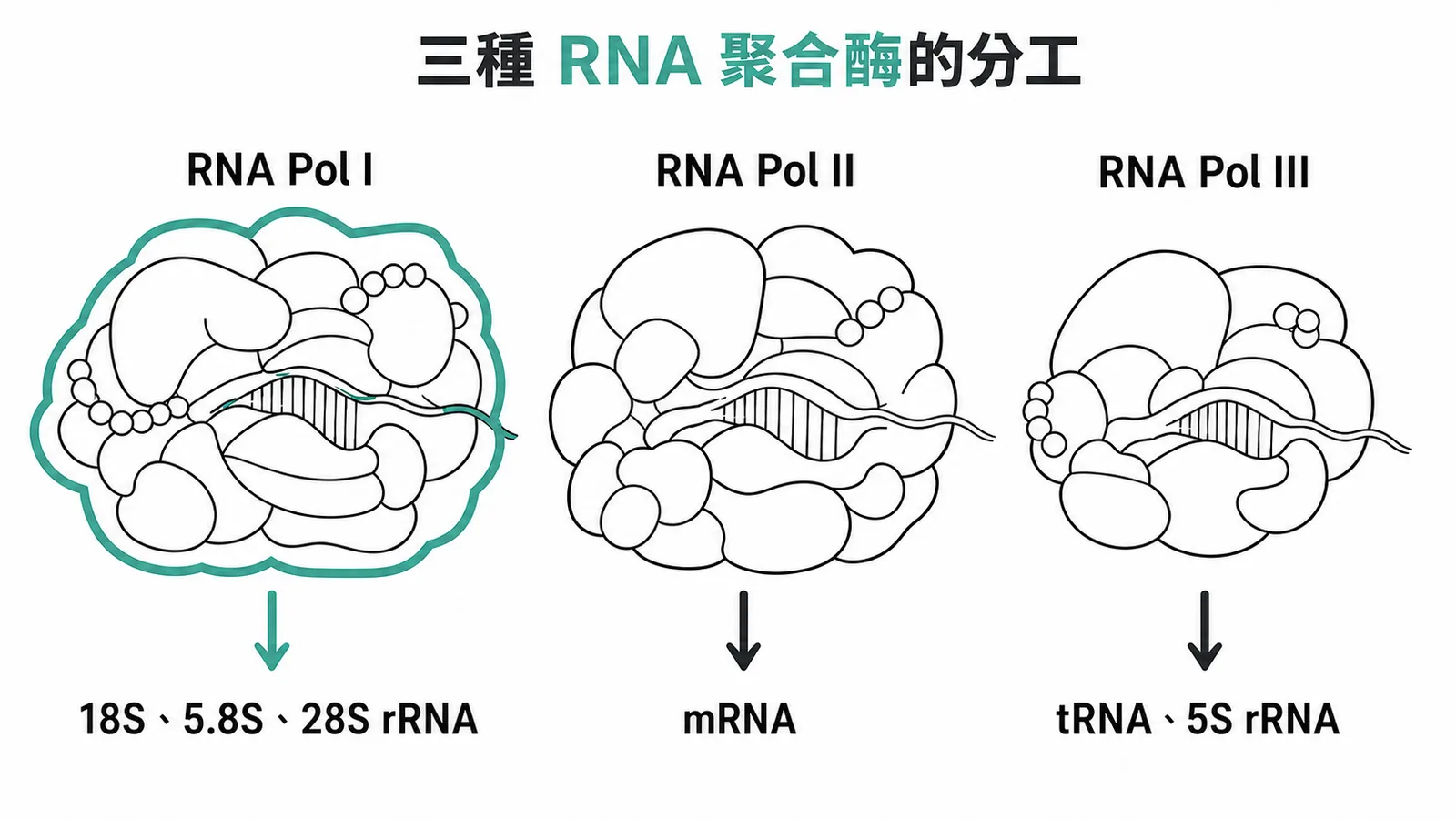 三種RNA聚合酶分工:Pol I合成rRNA、Pol II合成mRNA、Pol III合成tRNA