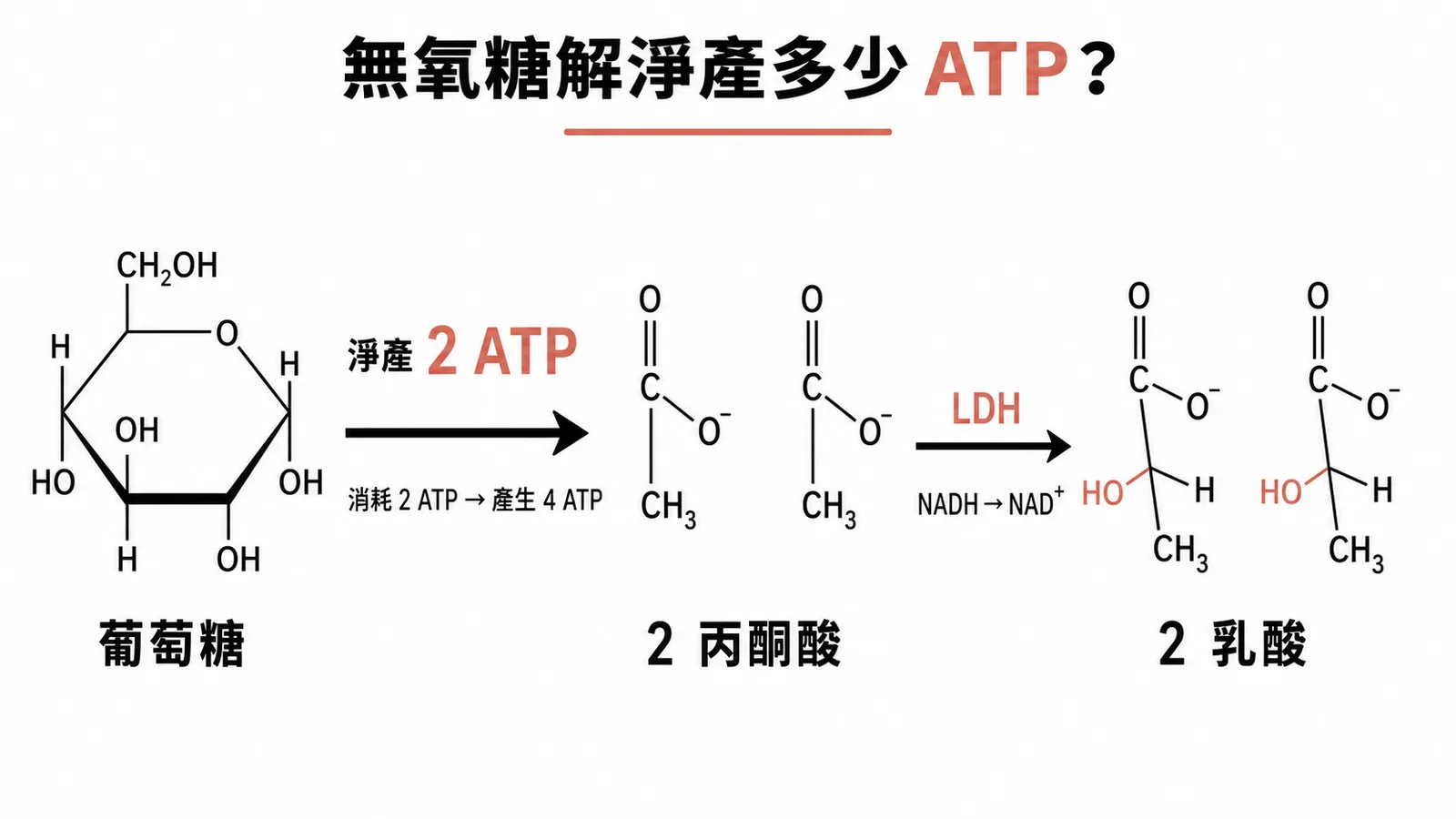 無氧糖解淨產 ATP 流程圖:葡萄糖經糖解淨產 2 ATP,丙酮酸由 LDH 轉為乳酸並回收 NAD+