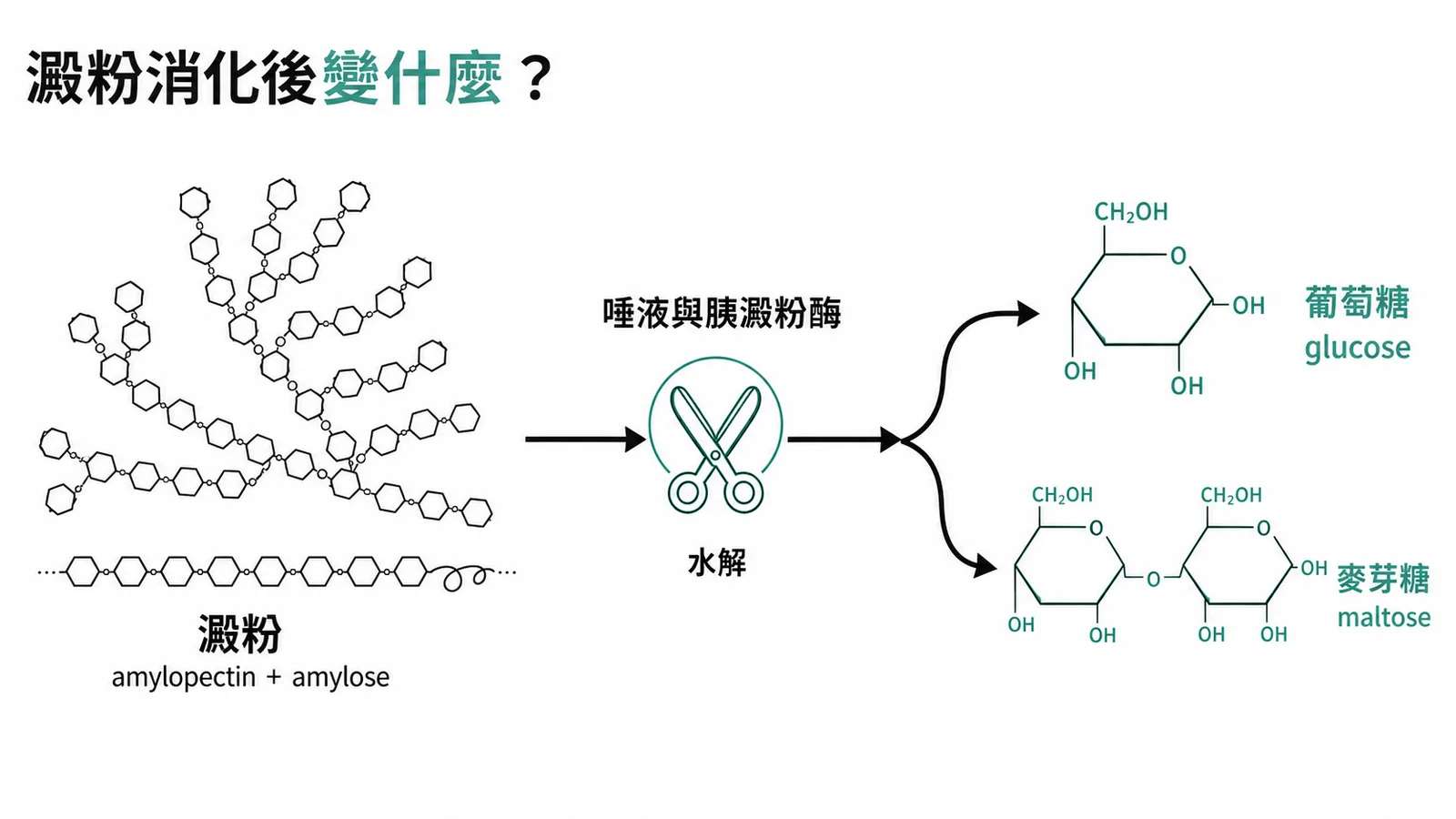 澱粉消化流程圖:澱粉經唾液與胰澱粉酶水解為葡萄糖與麥芽糖