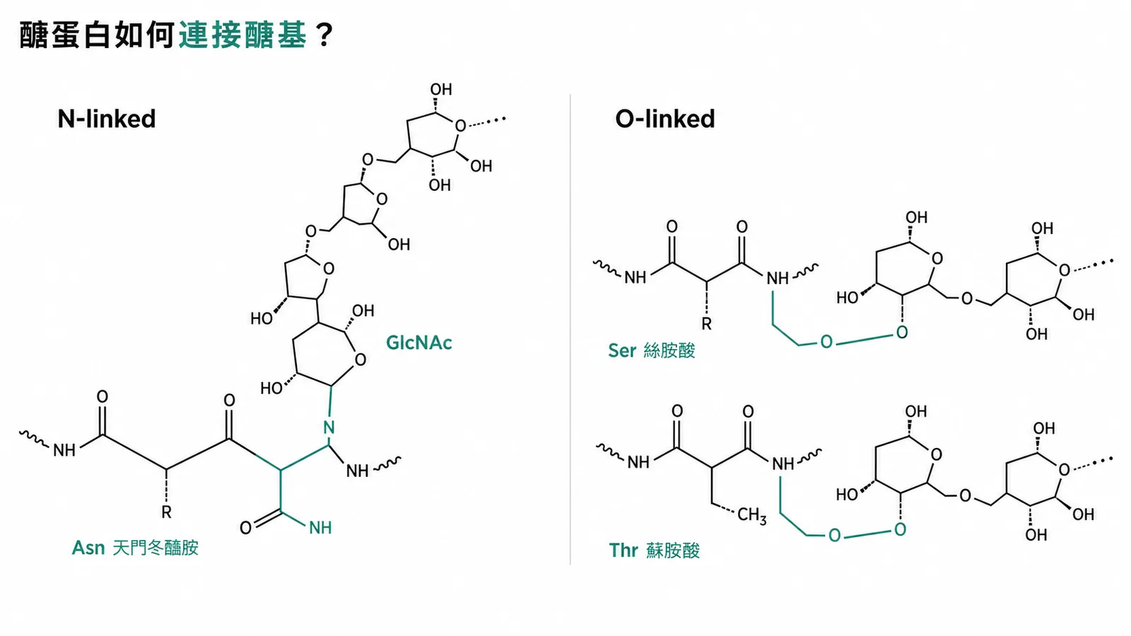 醣蛋白醣基鍵結對照圖:N-linked 經 Asn、O-linked 經 Ser 或 Thr