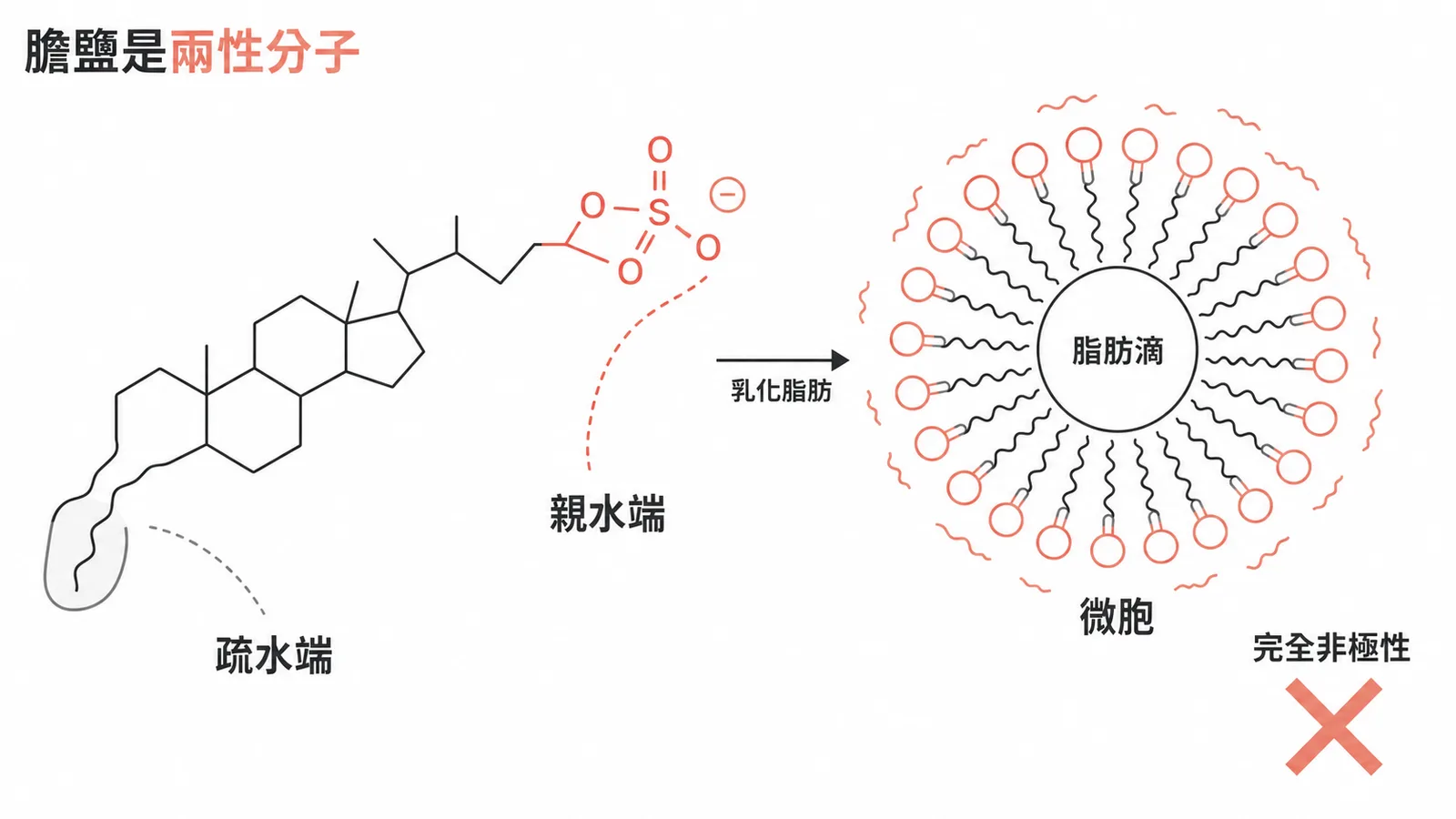 膽鹽兩性分子示意圖:具親水端與疏水端,可形成微胞乳化脂肪,非完全非極性