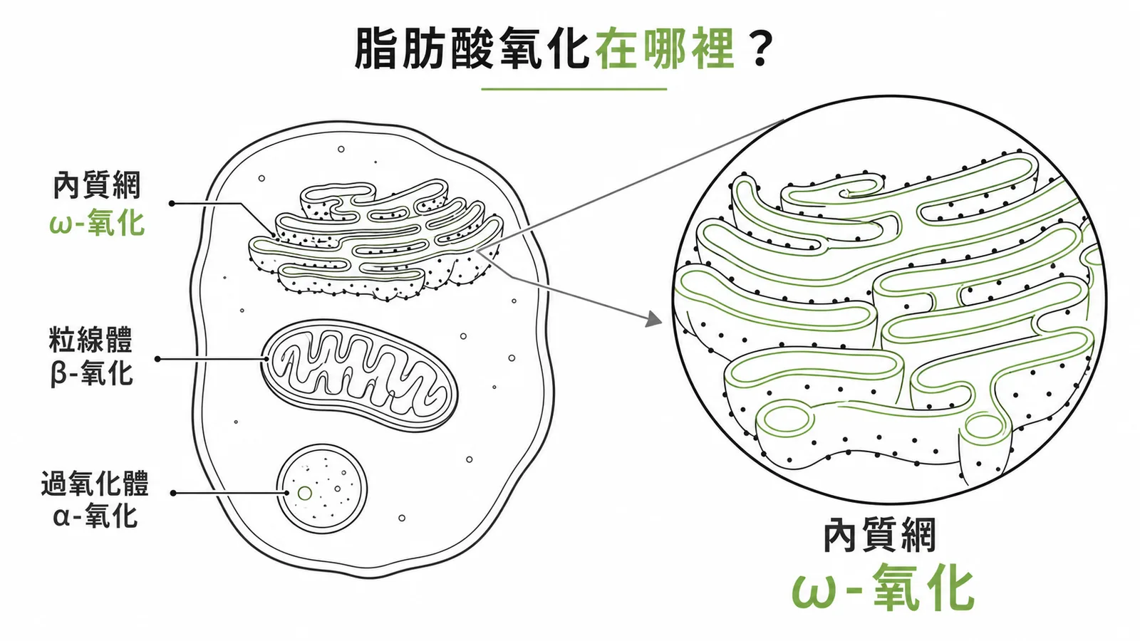 脂肪酸氧化場所示意圖:ω-氧化在內質網、β-氧化在粒線體、α-氧化在過氧化體