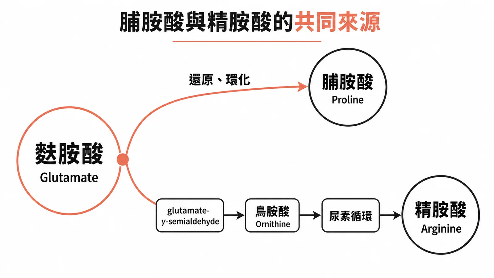 胺基酸合成途徑圖:麩胺酸為脯胺酸與精胺酸的共同前驅物