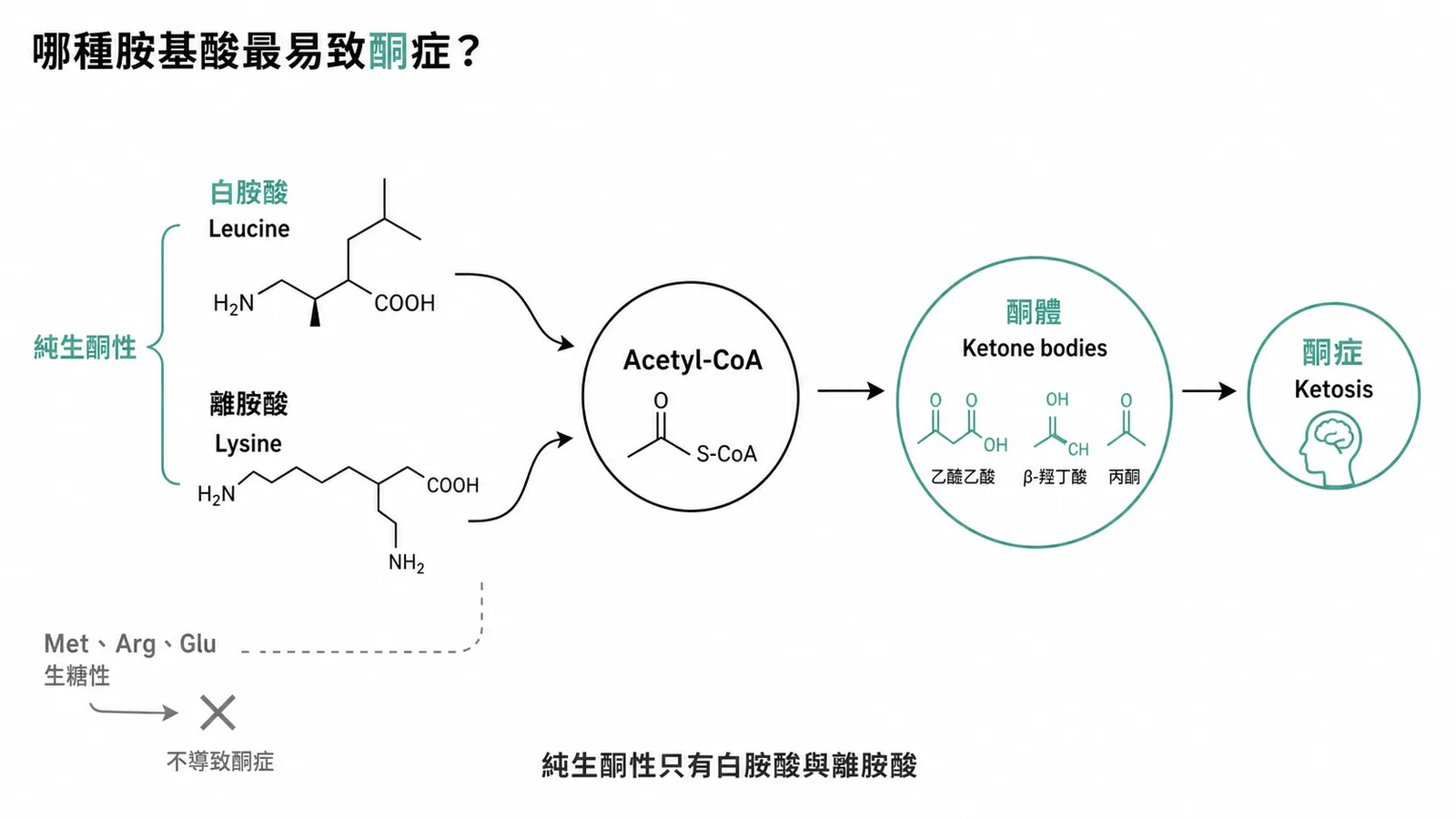 純生酮性胺基酸流程圖:白胺酸與離胺酸經 Acetyl-CoA 生成酮體導致酮症