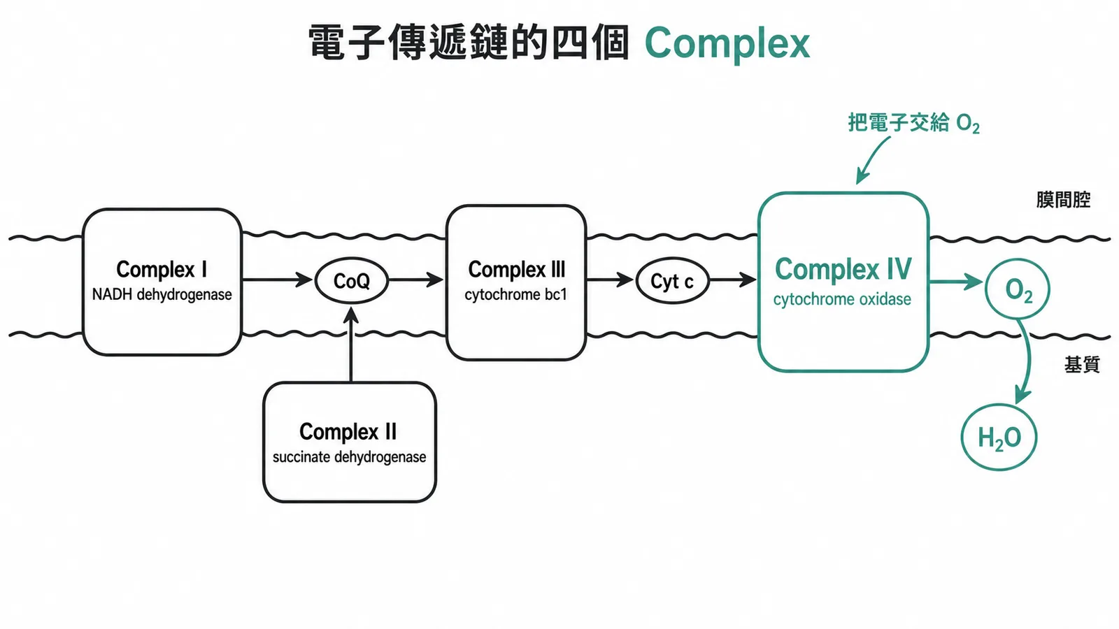 電子傳遞鏈示意圖:Complex IV(cytochrome oxidase)負責將電子傳給氧氣