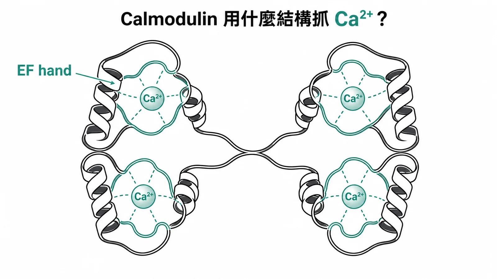 Calmodulin 結構圖:四個 EF hand domain 各以 helix-loop-helix 結合一個 Ca²⁺