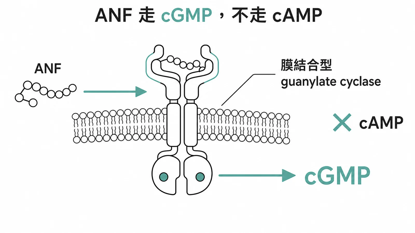 ANF 透過 guanylate cyclase 生成 cGMP 而非 cAMP 的訊號傳遞路徑