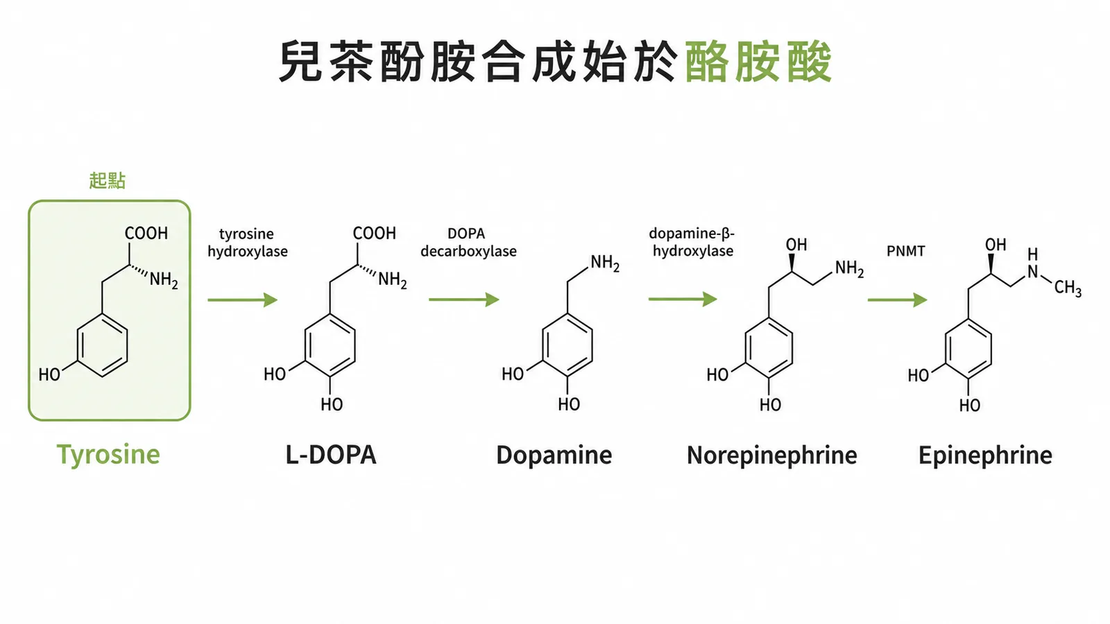 兒茶酚胺合成路徑:從酪胺酸經四步酶催化生成腎上腺素