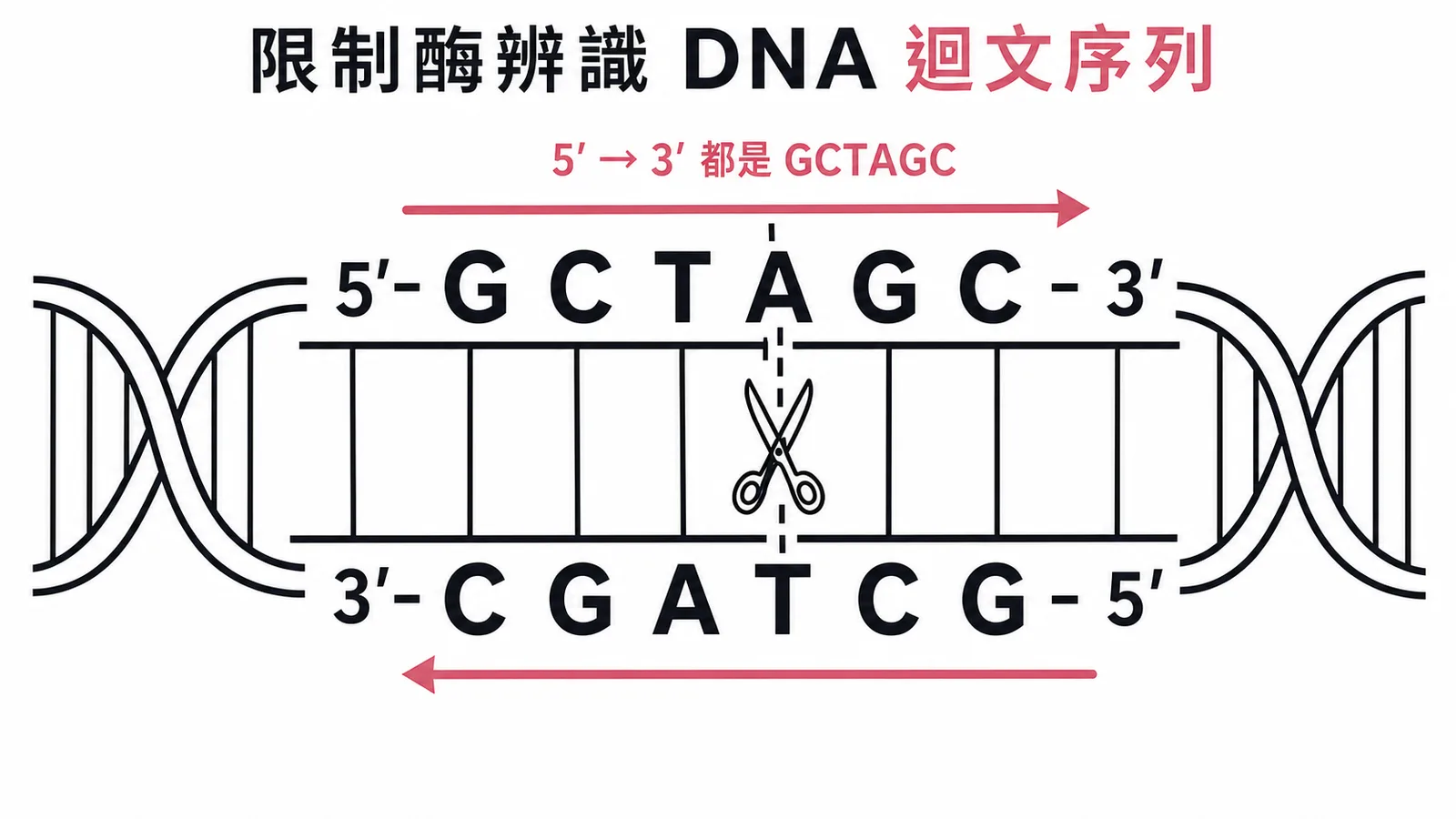DNA 迴文序列 GCTAGC 雙股對稱與限制酶切割位點示意