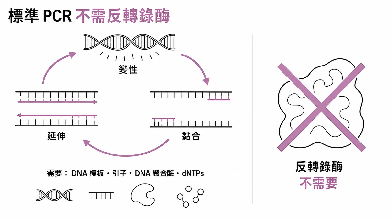 標準 PCR 三步驟循環與必需物質,反轉錄酶打叉不需要
