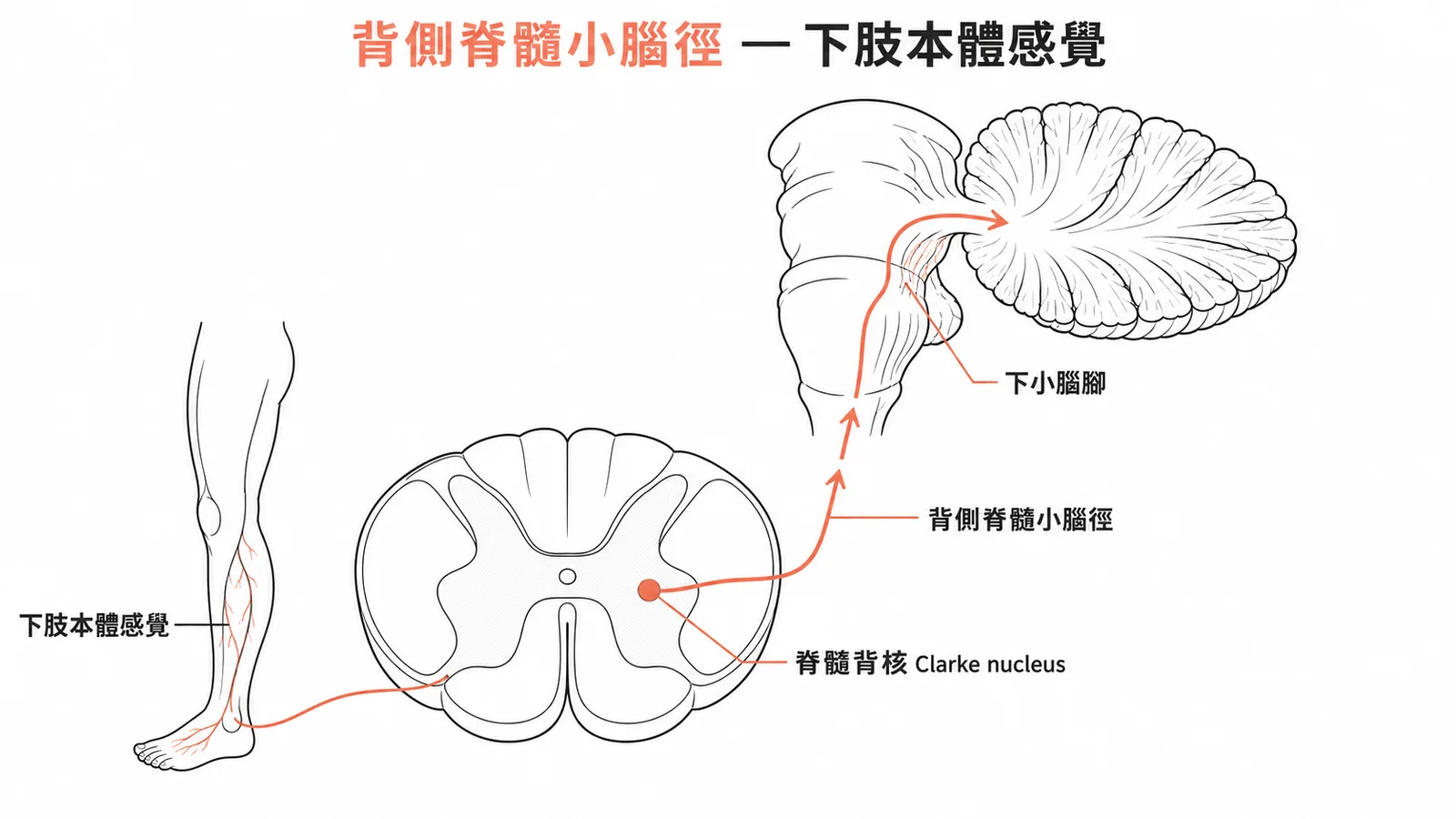 脊髓背核經背側脊髓小腦徑傳遞下肢本體感覺至小腦
