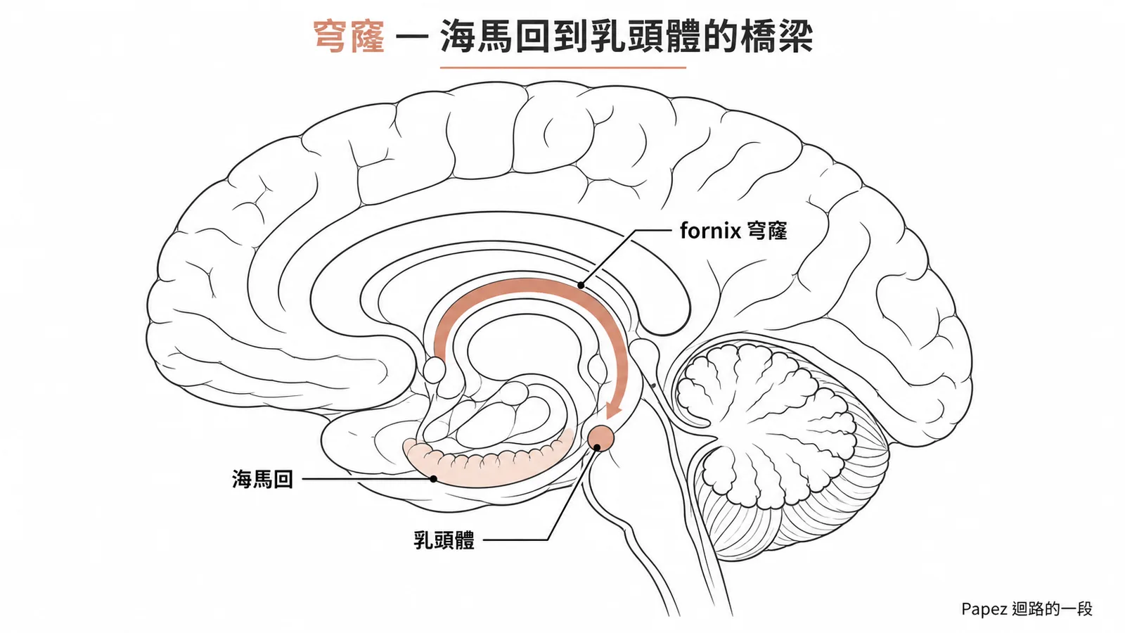 穹窿連接海馬回與乳頭體,為Papez迴路的關鍵路徑