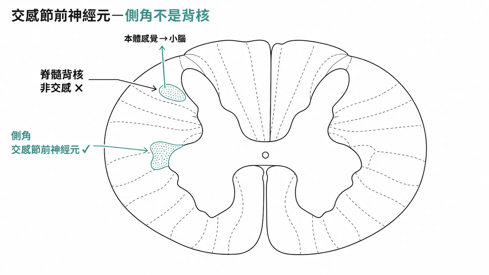 脊髓橫切面區分交感節前神經元在側角與脊髓背核的位置