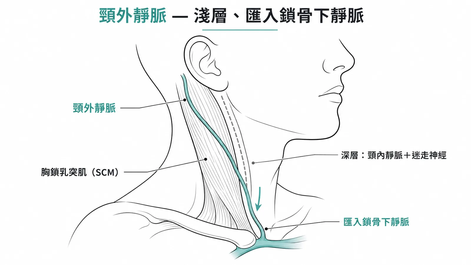 頸外靜脈在SCM淺面走行匯入鎖骨下靜脈